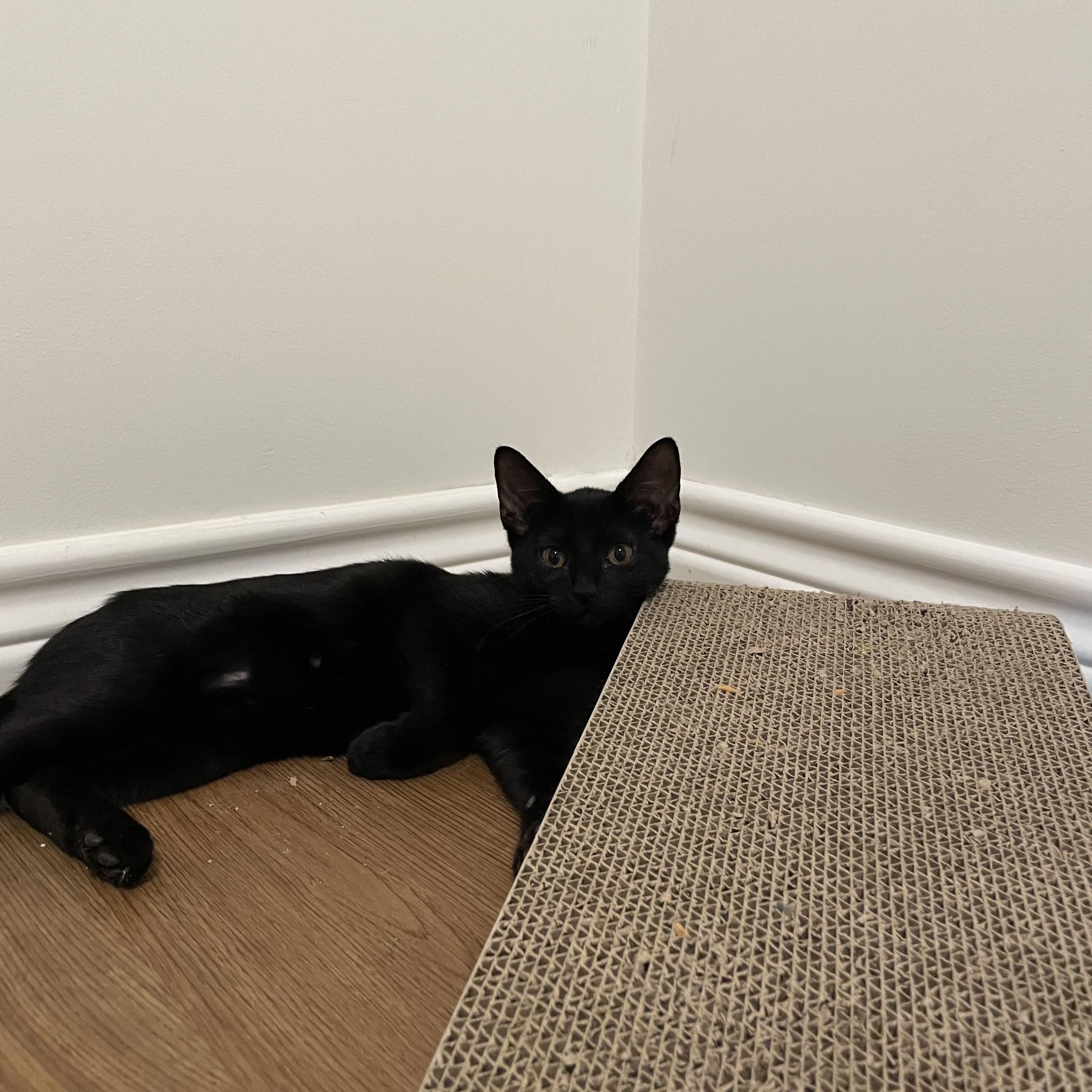 PEPPER