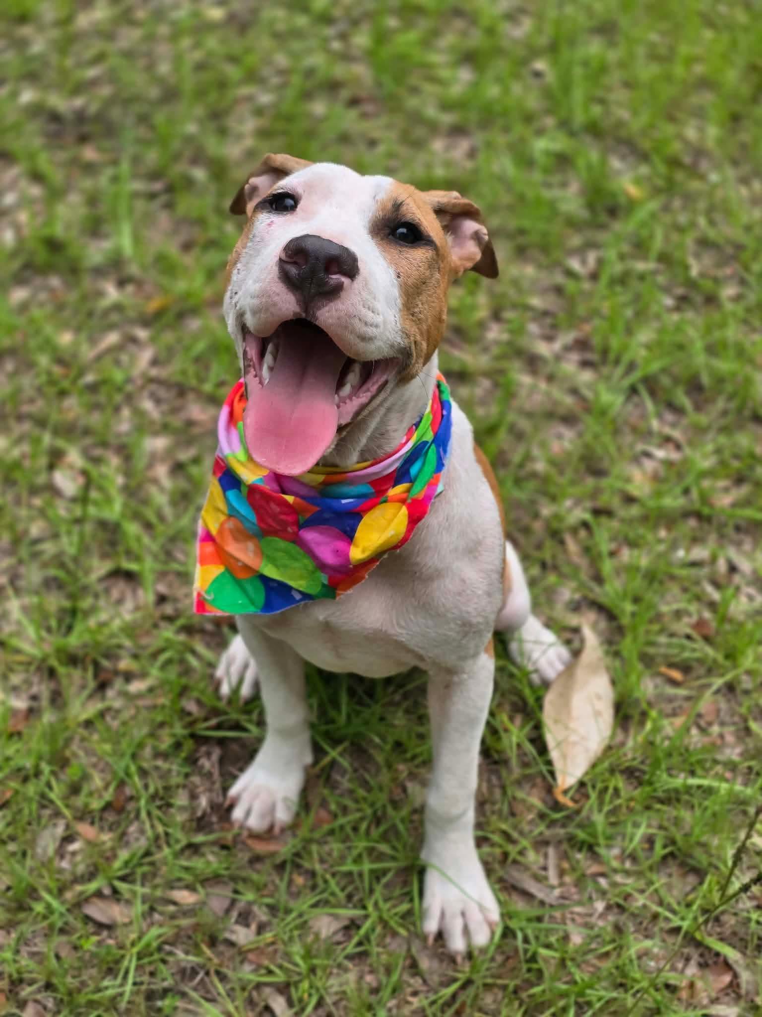 Crumpet, ADOPTABLE, Puppy Female American Bully.