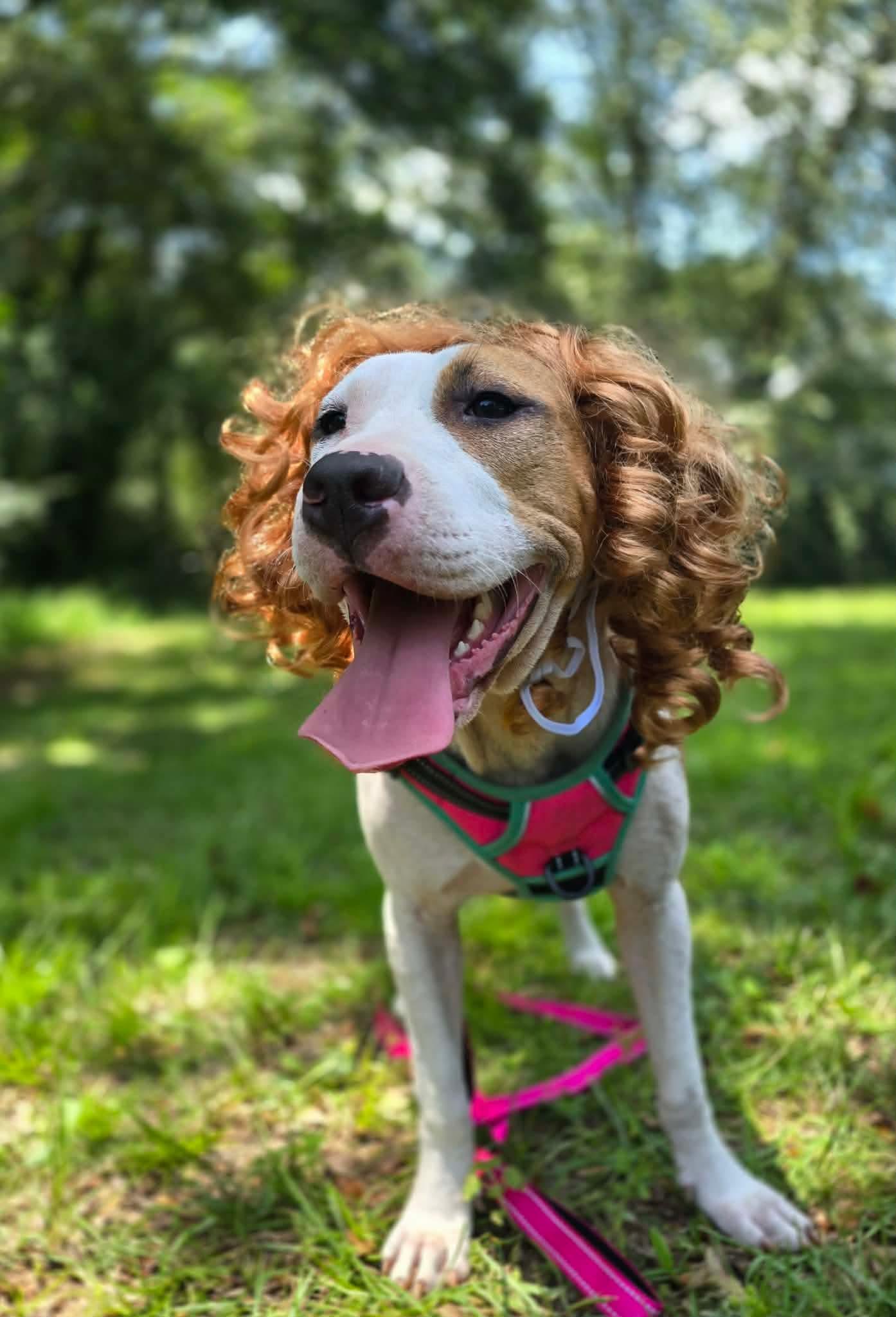 Enlarge Crumpet, a ADOPTABLE mixed breed in Milton, FL image 3/6