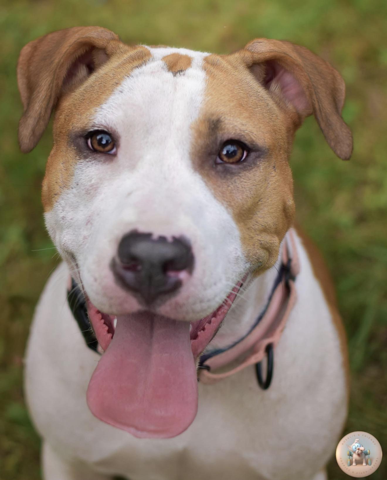 Crumpet, ADOPTABLE, Puppy Female American Bully.