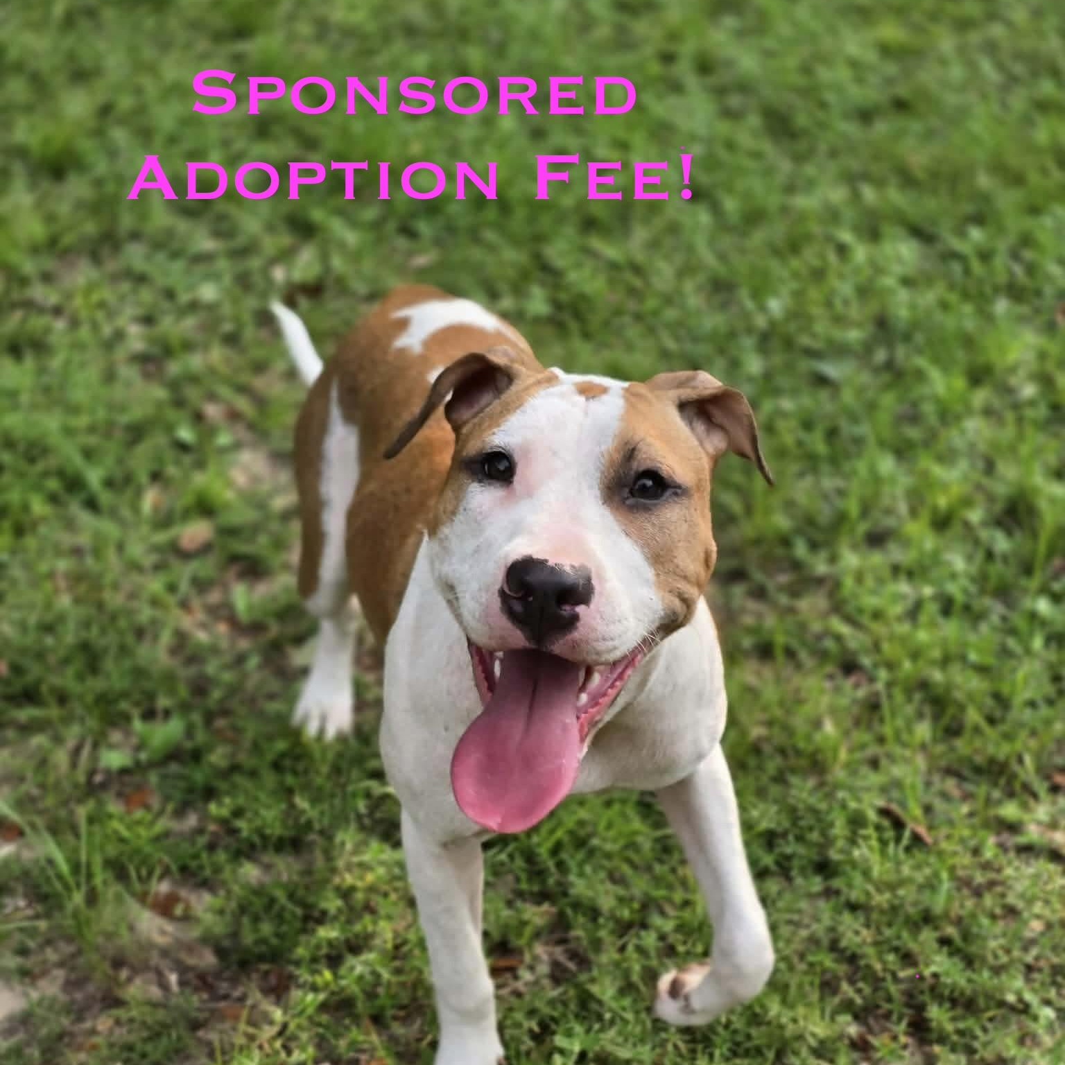 Enlarge Crumpet, a ADOPTABLE mixed breed in Milton, FL image 1/6