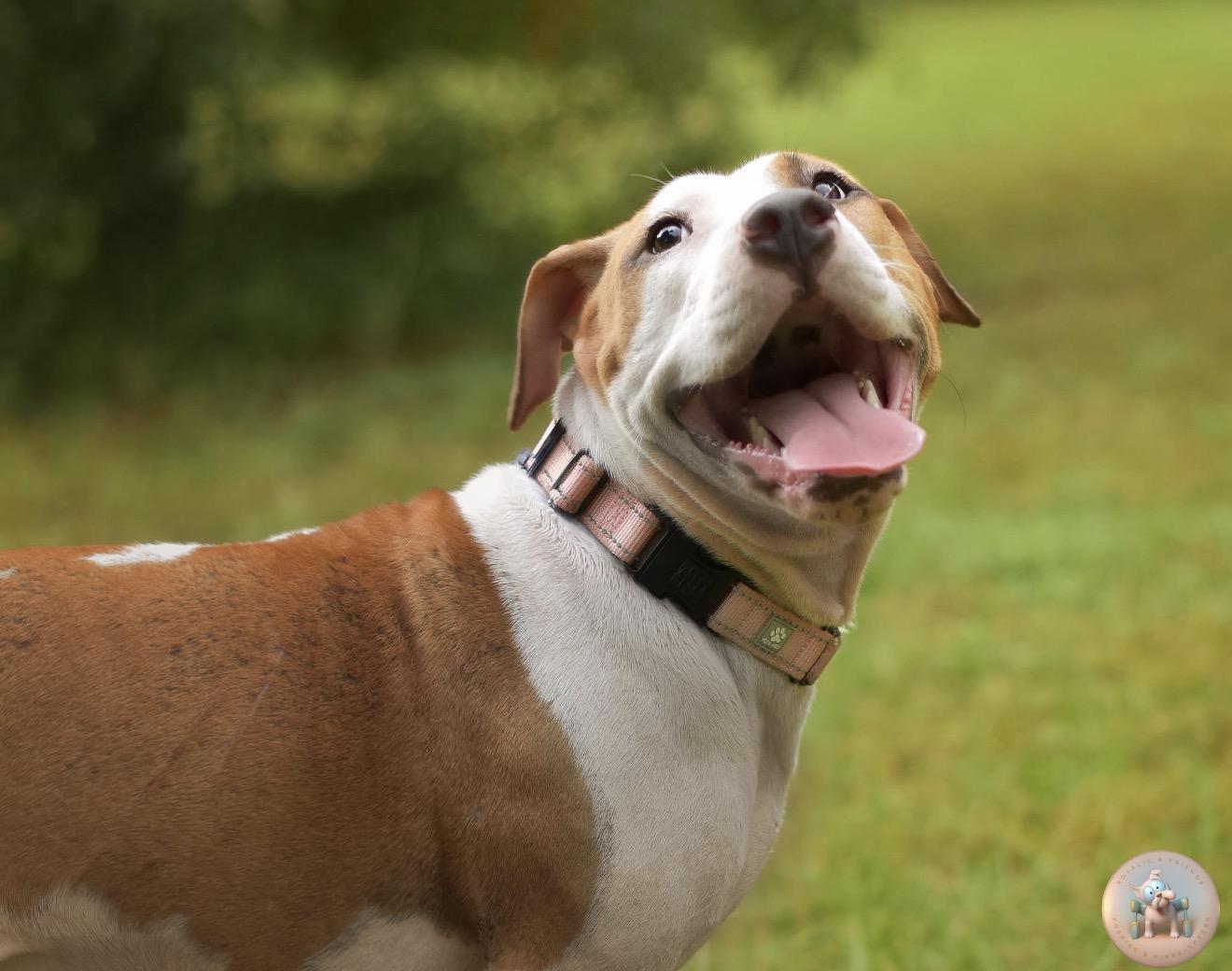 Enlarge Crumpet, a Adoptable mixed breed in Milton, FL image 2/5