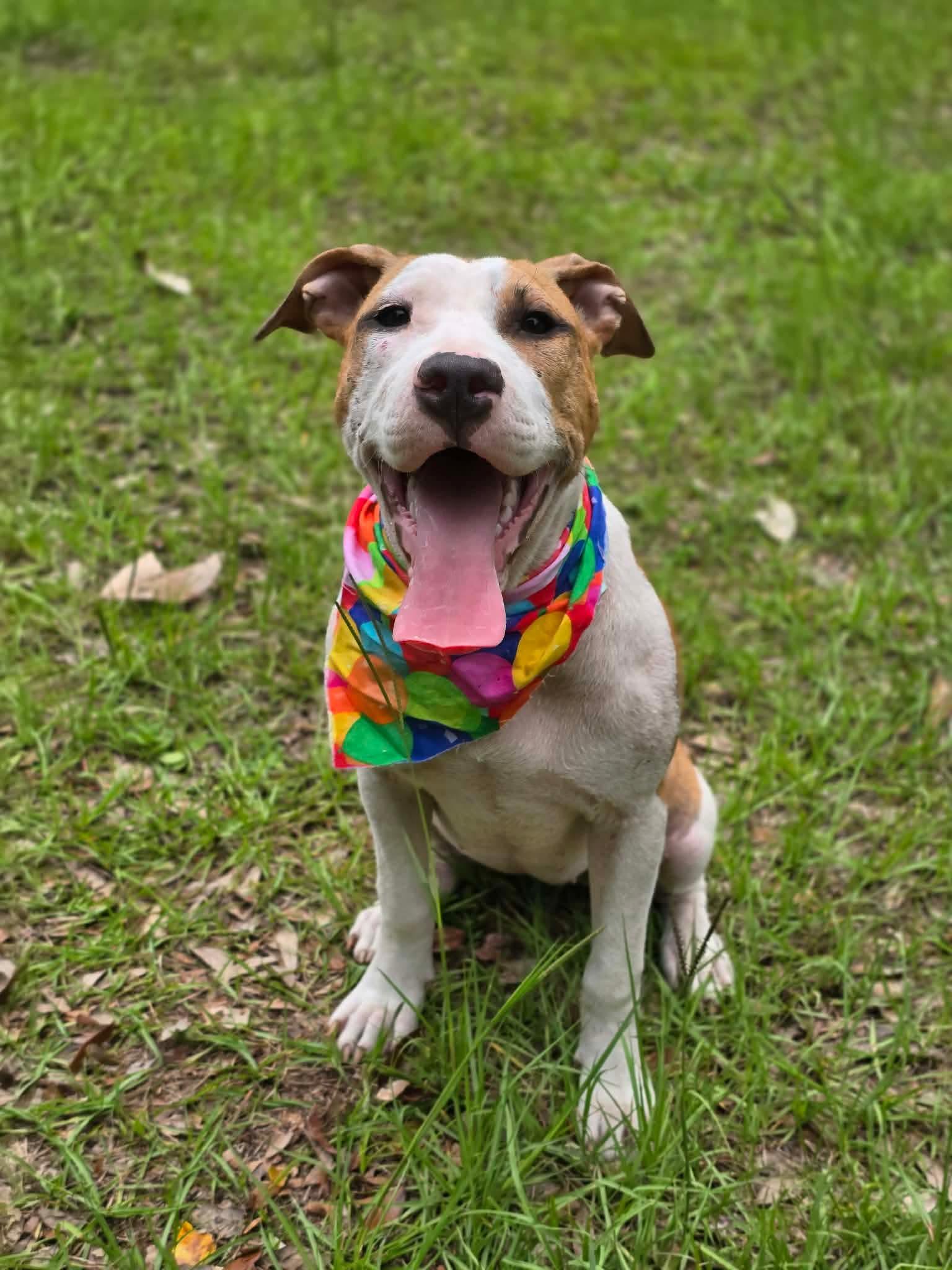 Crumpet, a ADOPTABLE mixed breed in Milton, FL image 4/4