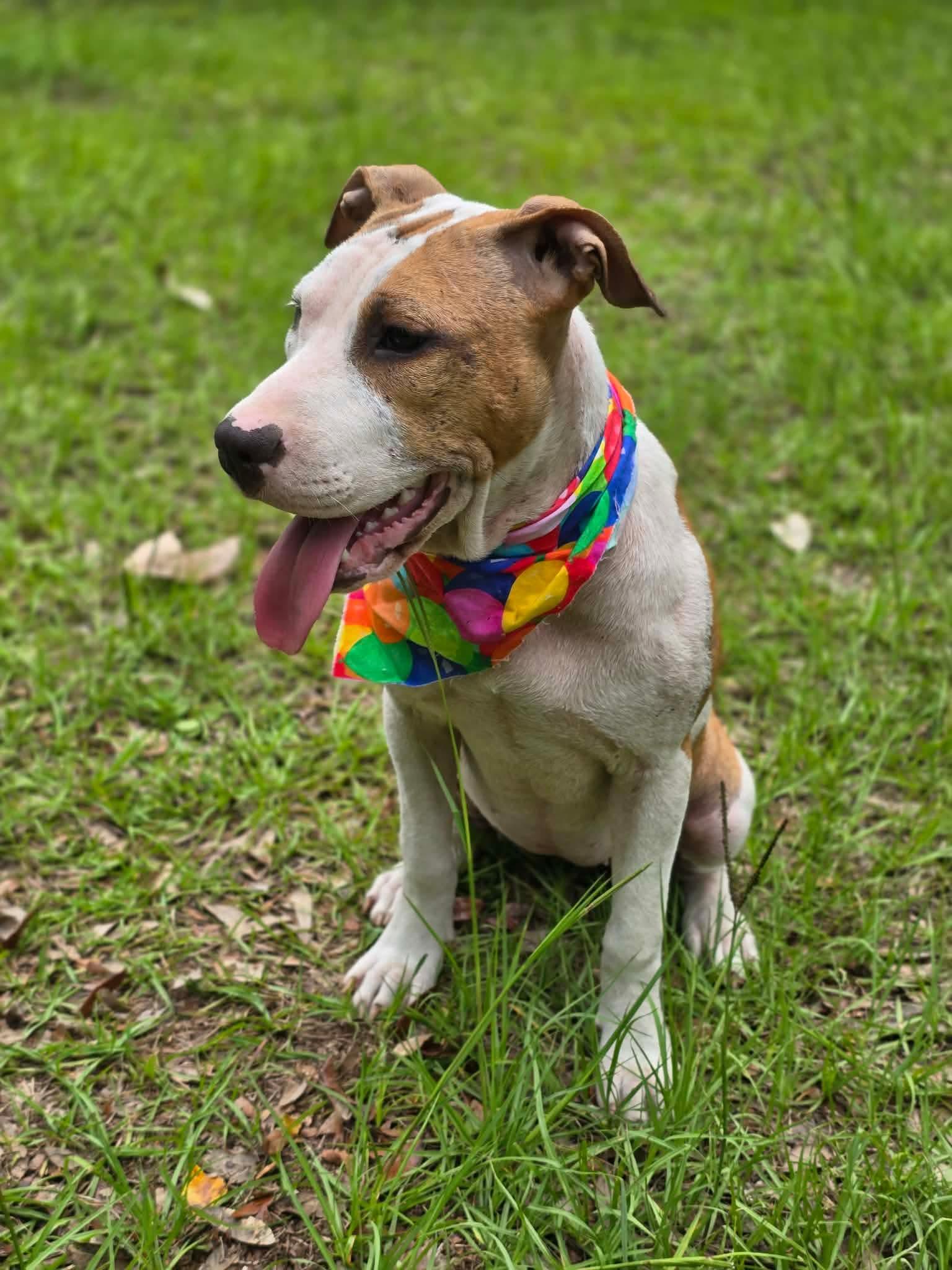 Crumpet, a ADOPTABLE mixed breed in Milton, FL image 2/4