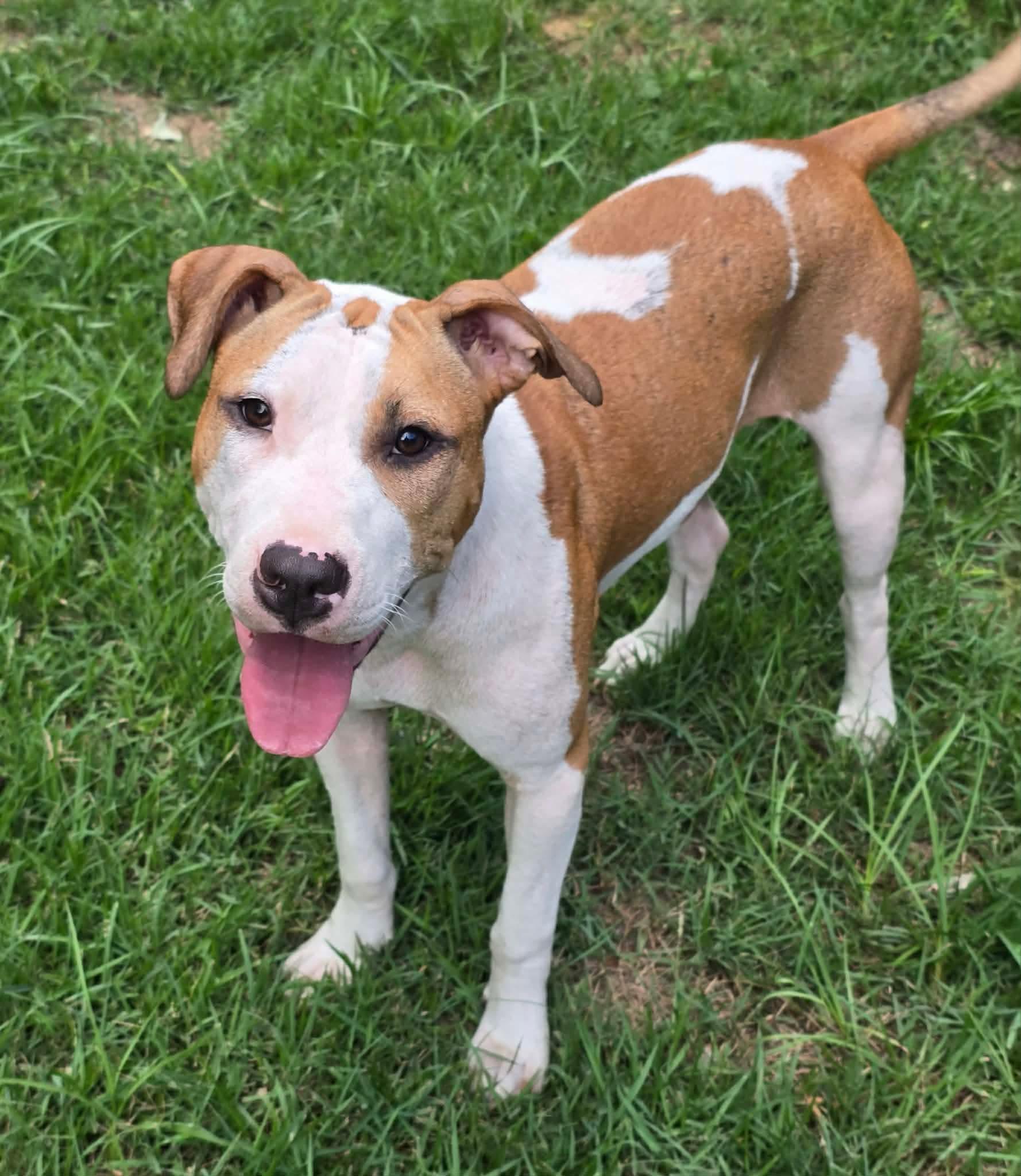Enlarge Crumpet, a ADOPTABLE mixed breed in Milton, FL image 5/6