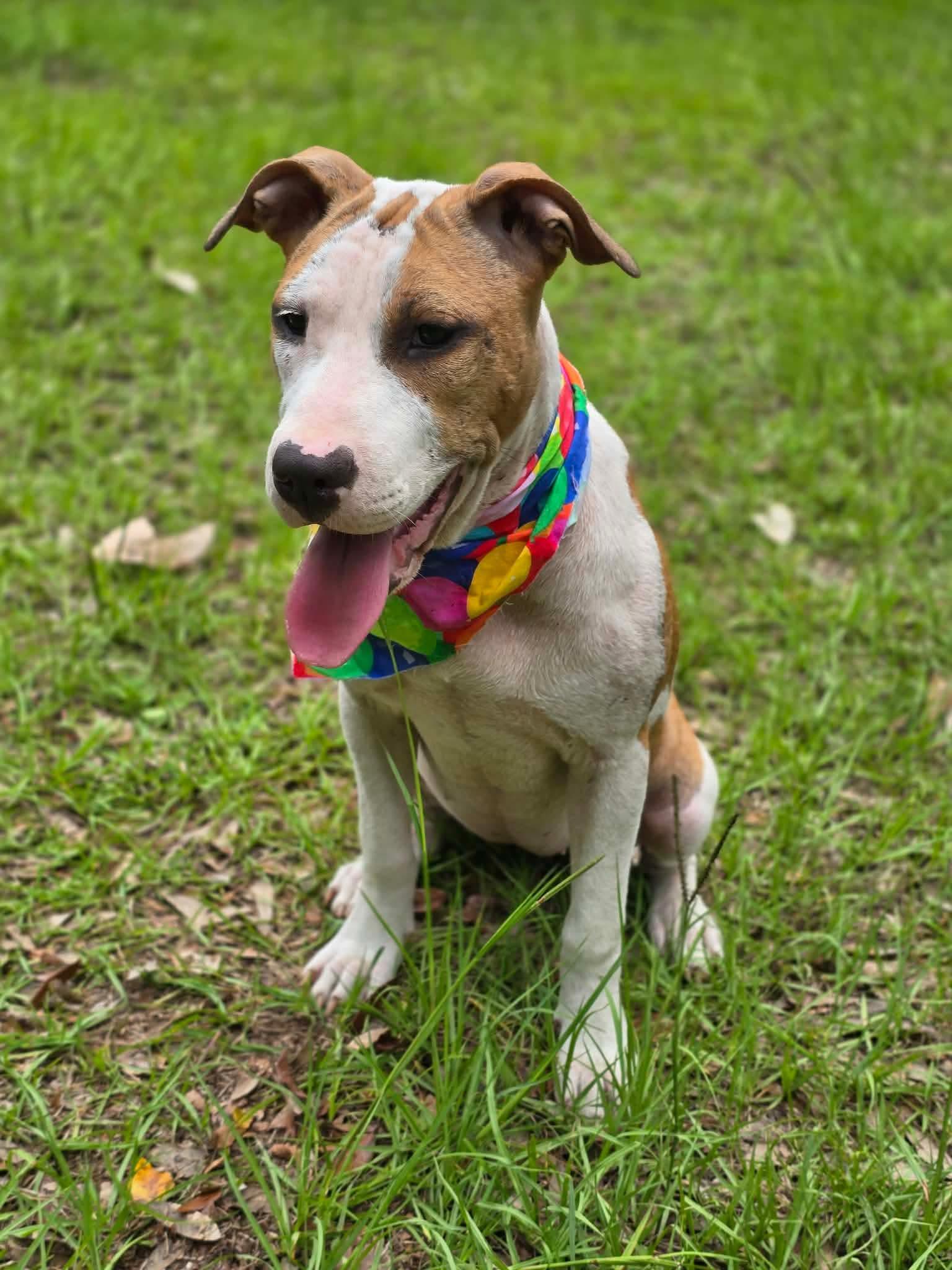 Crumpet, a ADOPTABLE mixed breed in Milton, FL image 3/4