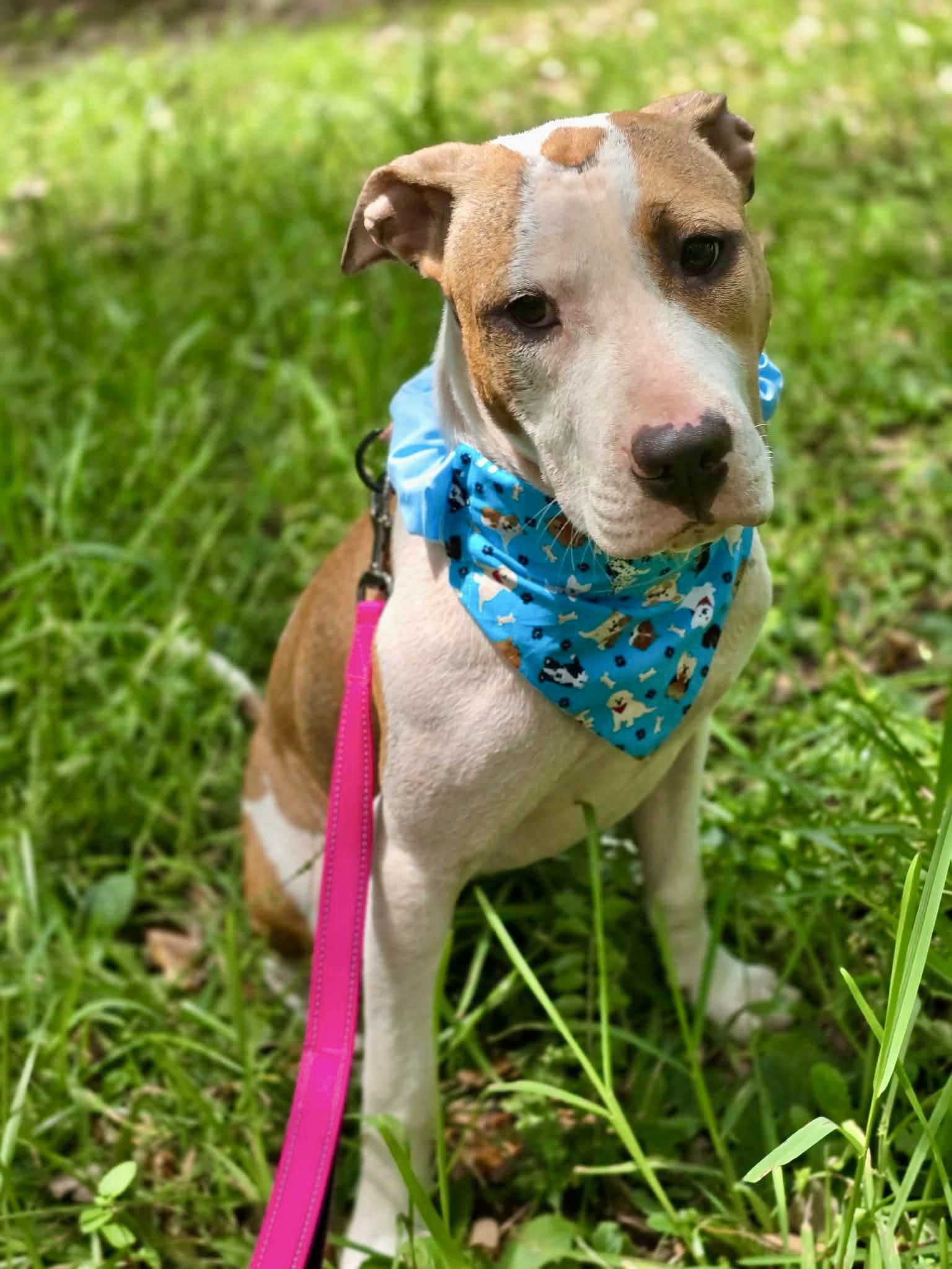 Crumpet, a ADOPTABLE mixed breed in Milton, FL image 3/4