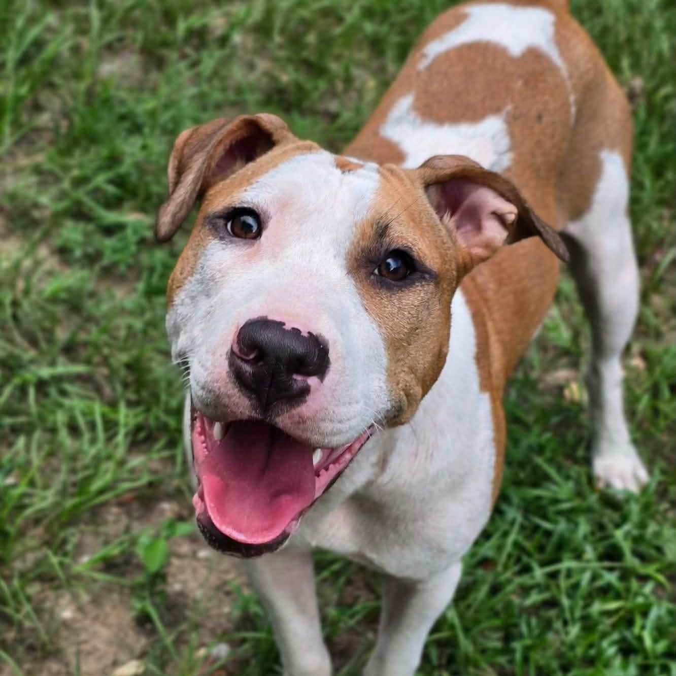 Enlarge Crumpet, a ADOPTABLE mixed breed in Milton, FL image 2/6
