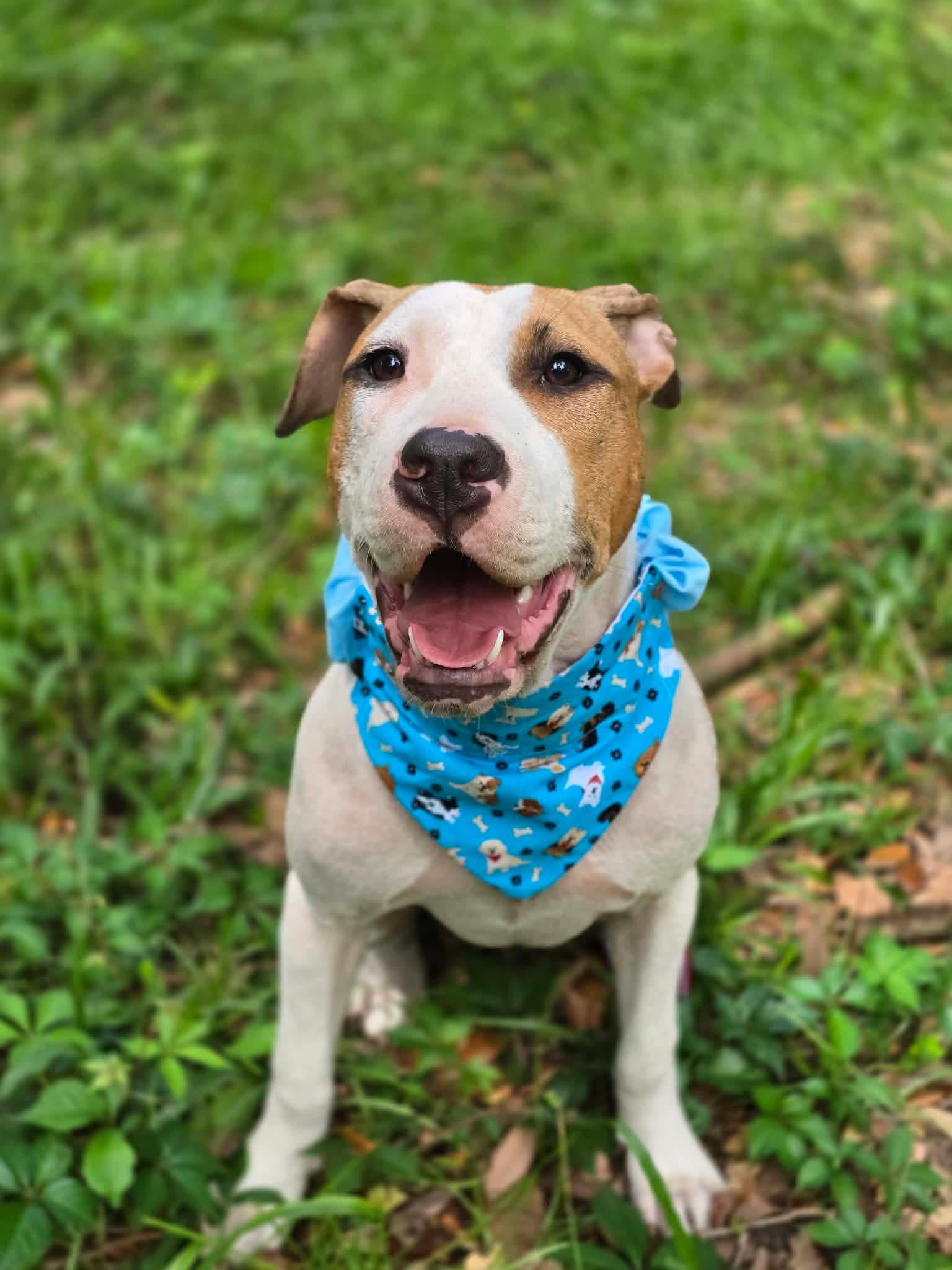 Crumpet, ADOPTABLE, Puppy Female American Bully.