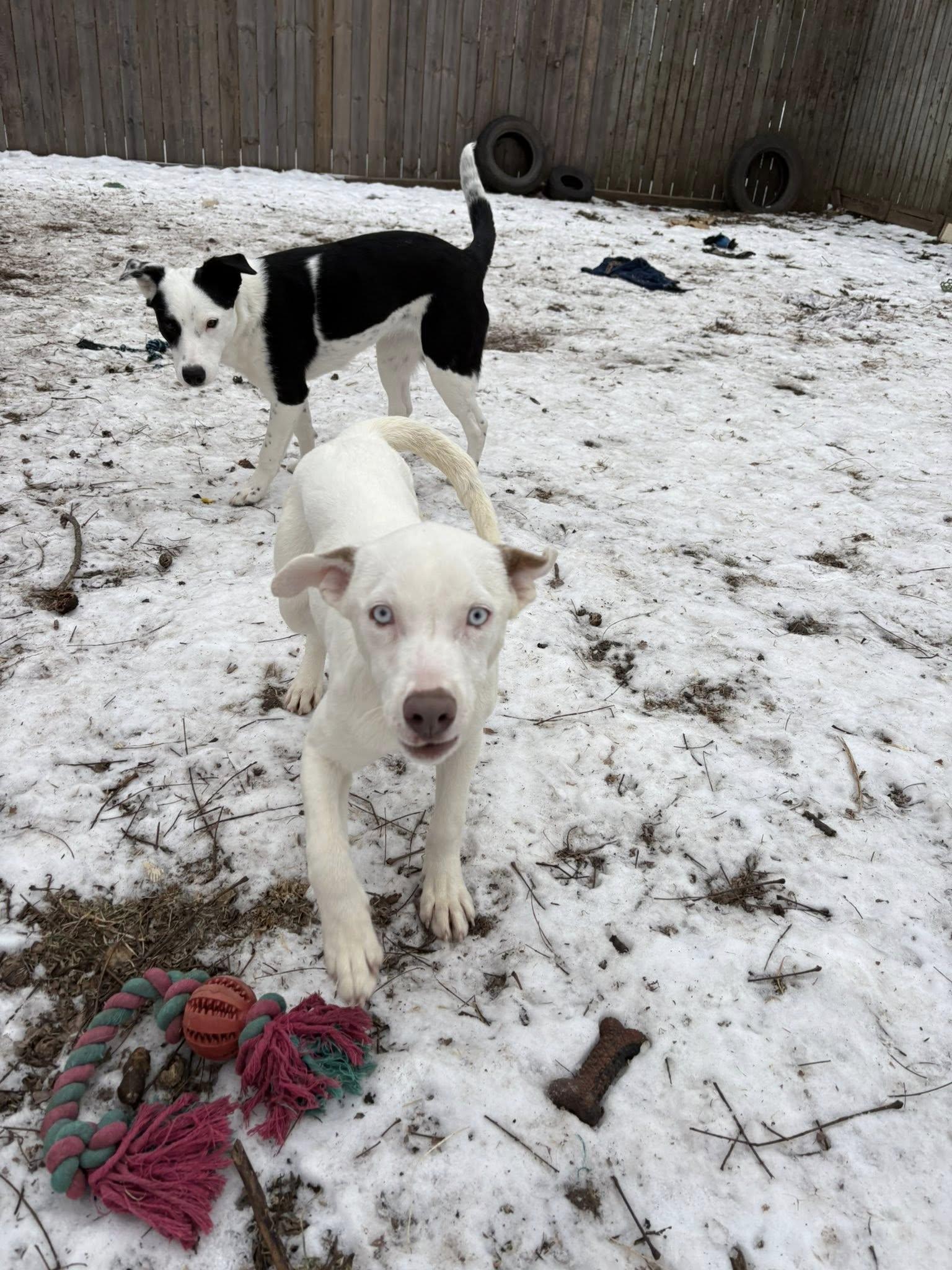 Enlarge Venus, an adopted mixed breed in Clinton, WI image 6/6