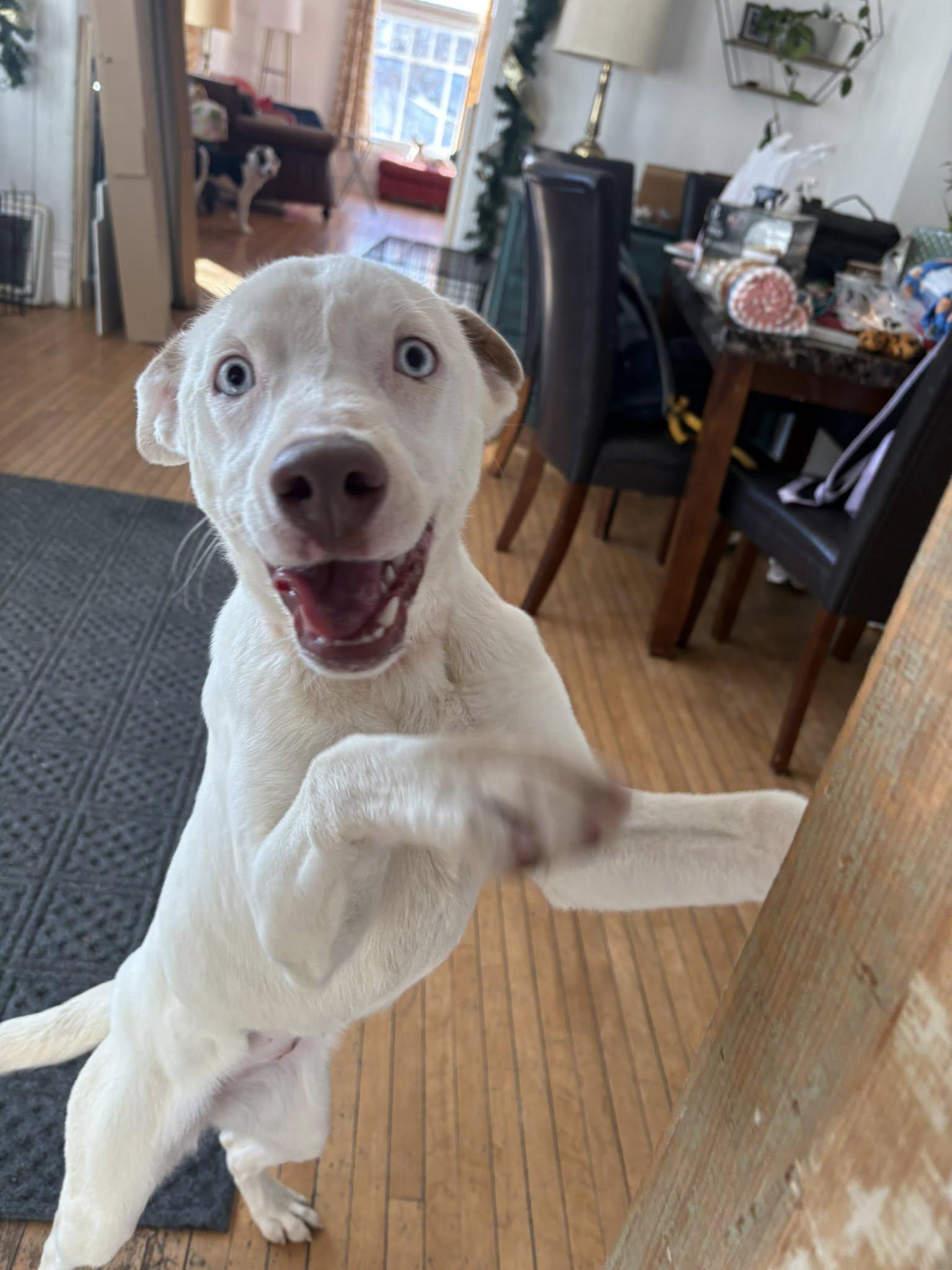 Enlarge Venus, an adopted mixed breed in Clinton, WI image 3/6