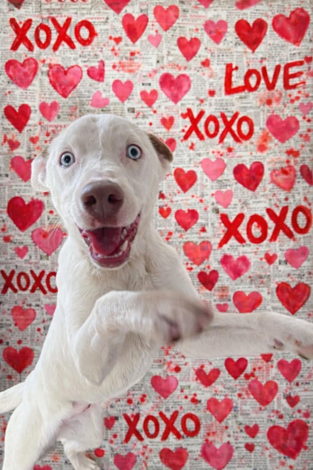 Enlarge Venus, an adopted mixed breed in Clinton, WI image 1/6