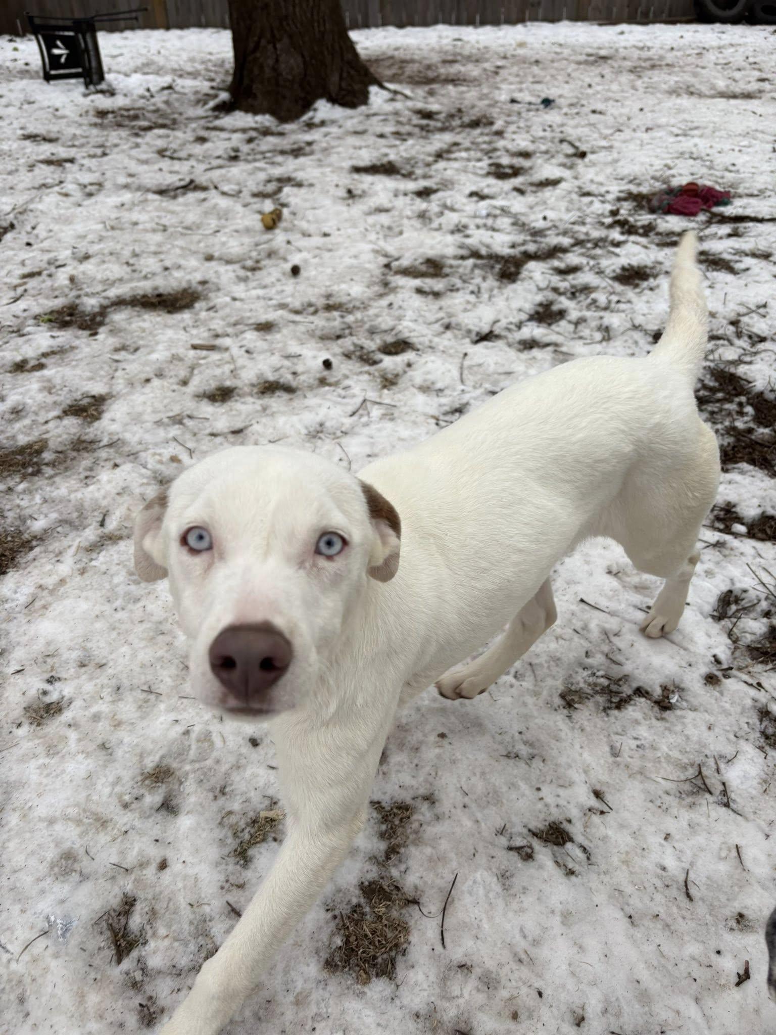 Enlarge Venus, an adopted mixed breed in Clinton, WI image 2/6