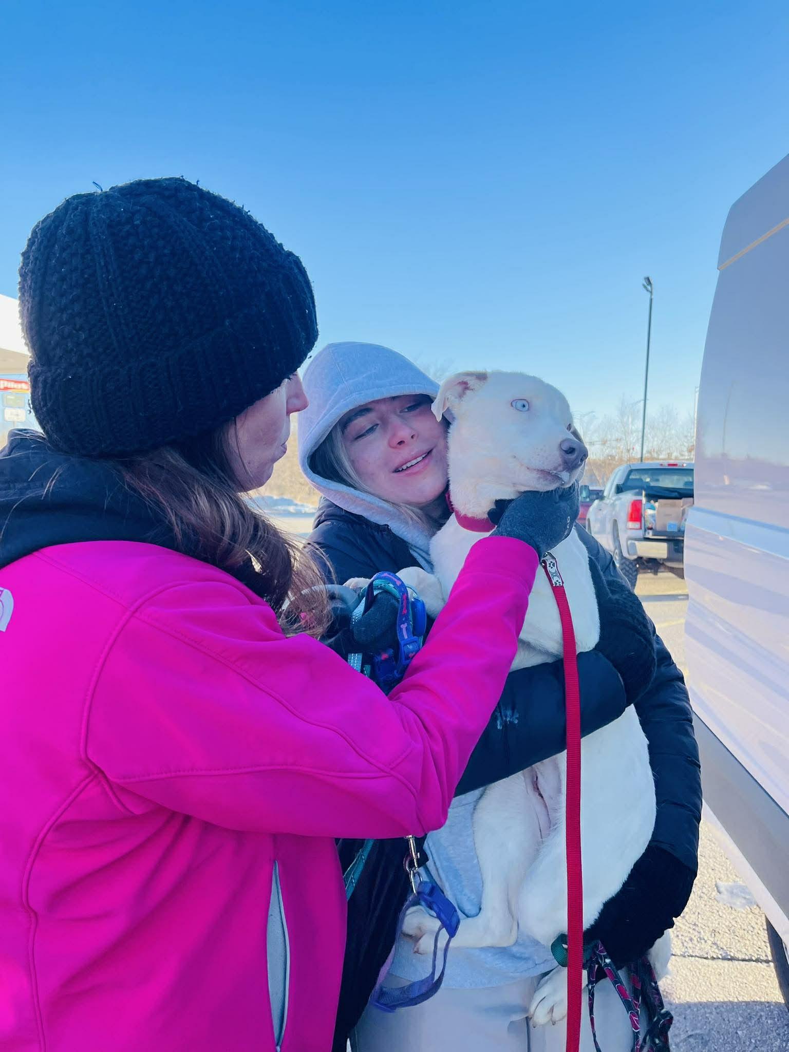 Enlarge Venus, an adopted mixed breed in Clinton, WI image 4/6