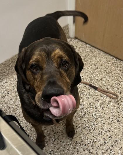 Baxter, Adoptable, Adult Male Hound & Mixed Breed.