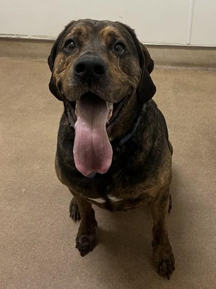 Enlarge Baxter, a Adoptable mixed breed in Pendleton, OR image 2/2