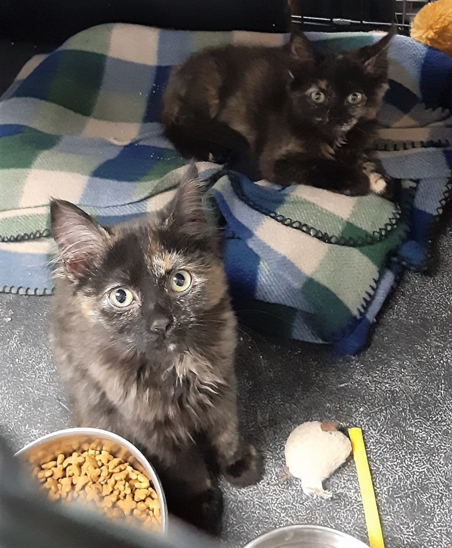 Mila and Lila, Adopted, Kitten Female Tortoiseshell.