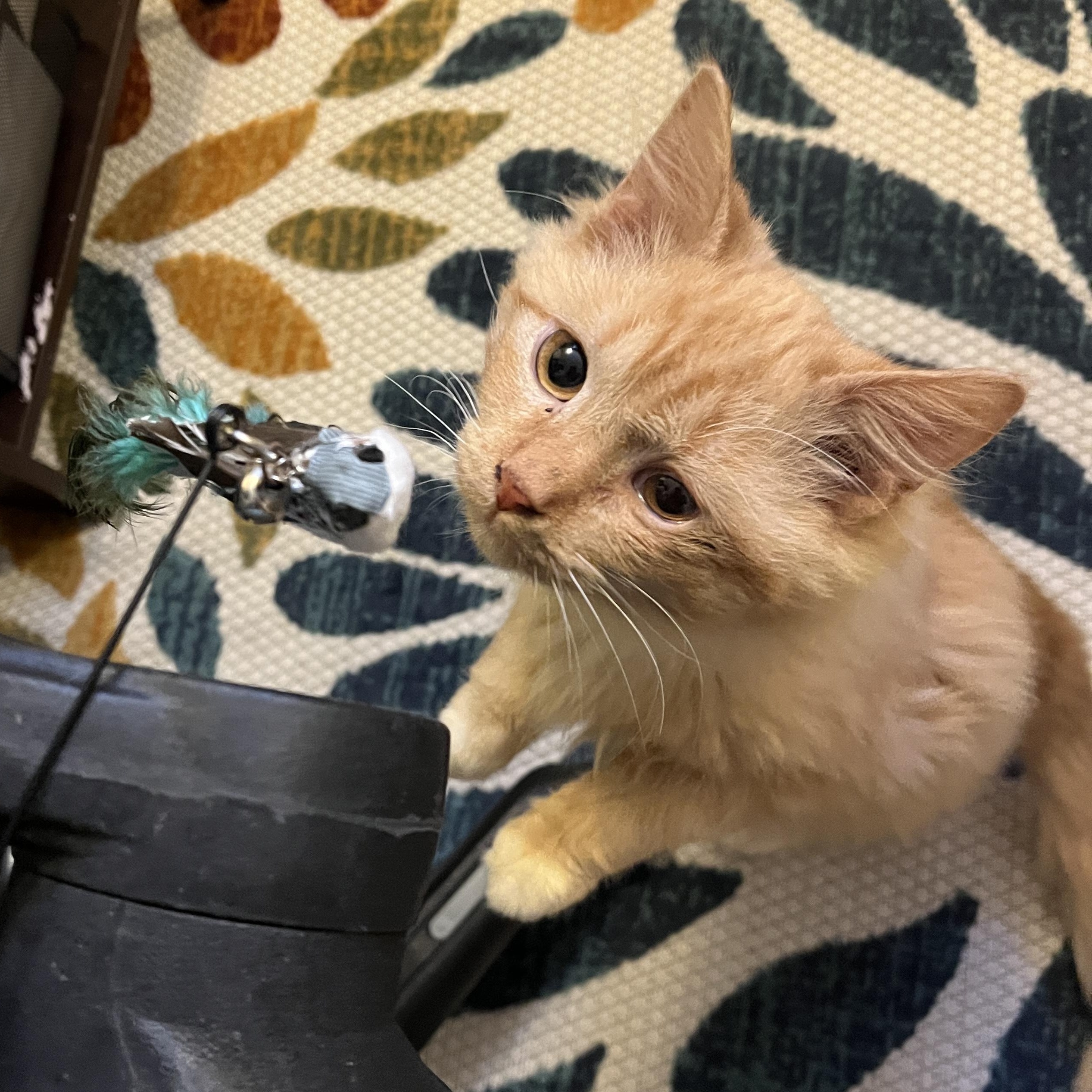 Enlarge Marmalade, an adopted Tabby in Grand Rapids, MI image 6/6