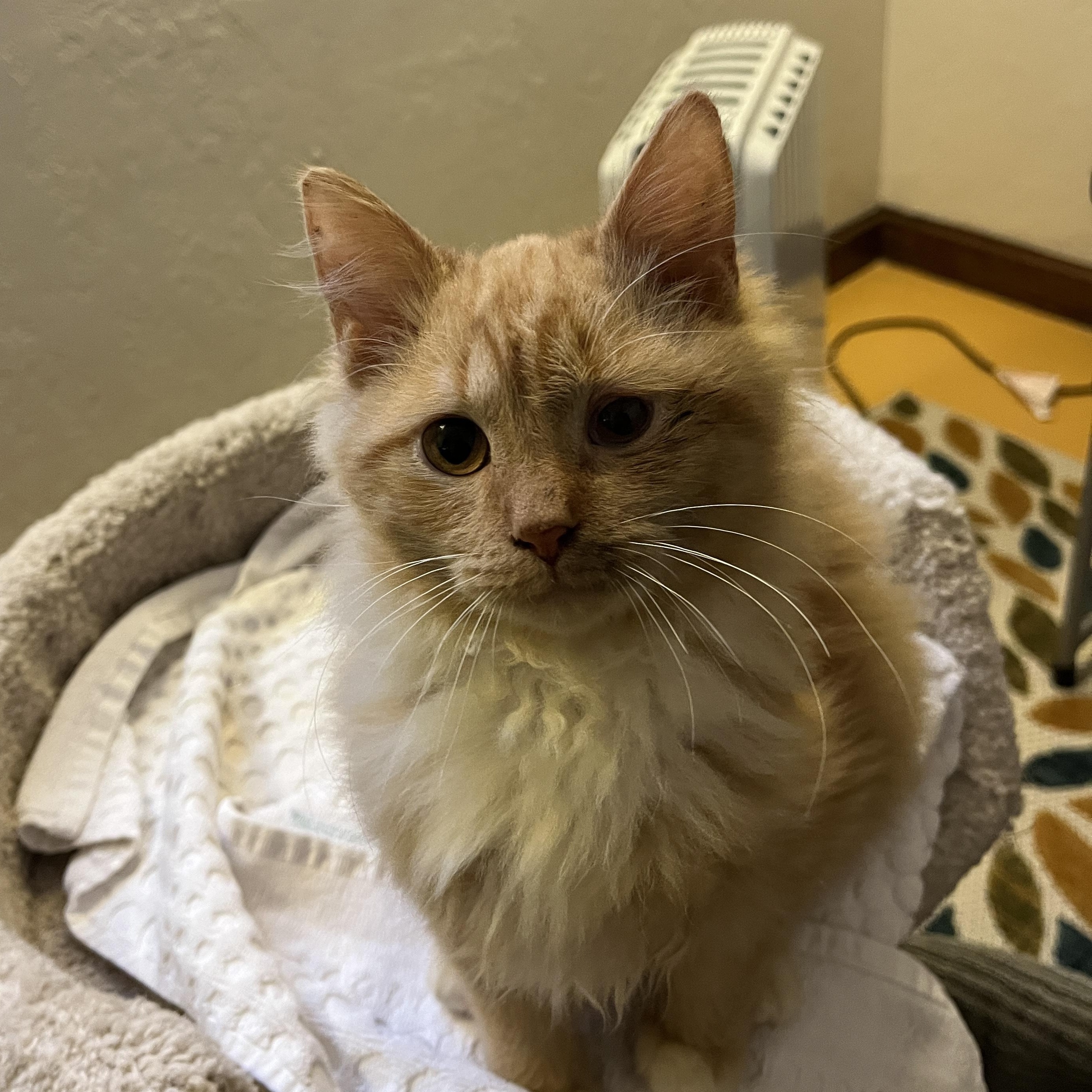 Enlarge Marmalade, an adopted Tabby in Grand Rapids, MI image 4/6