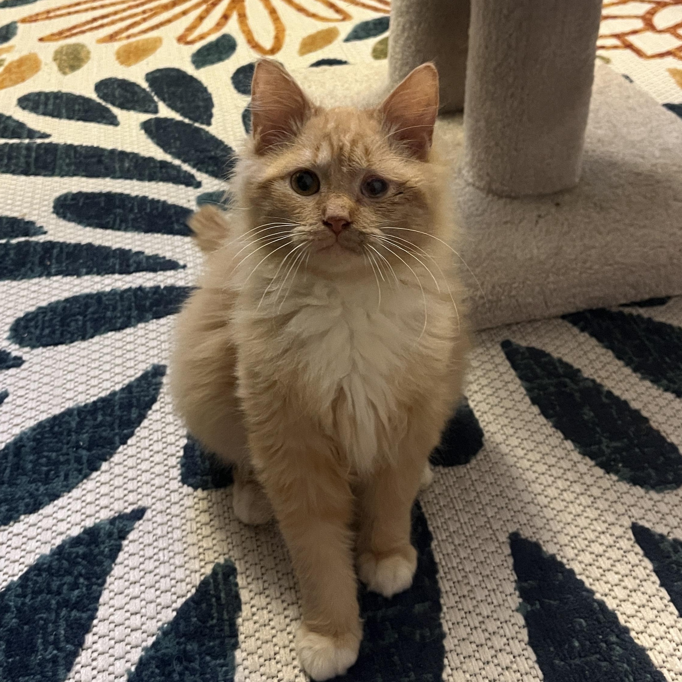 Enlarge Marmalade, an adopted Tabby in Grand Rapids, MI image 1/6