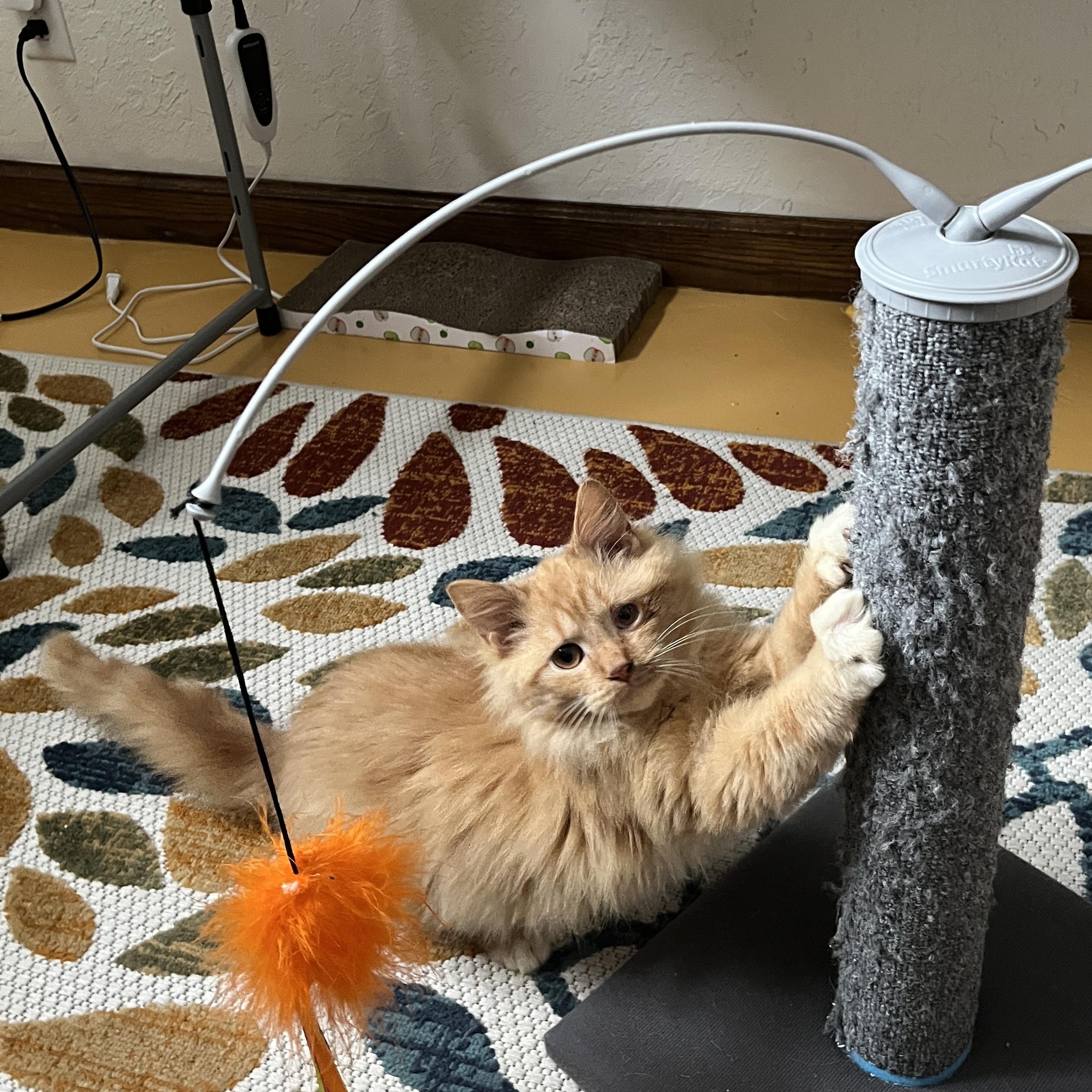 Enlarge Marmalade, an adopted Tabby in Grand Rapids, MI image 2/6