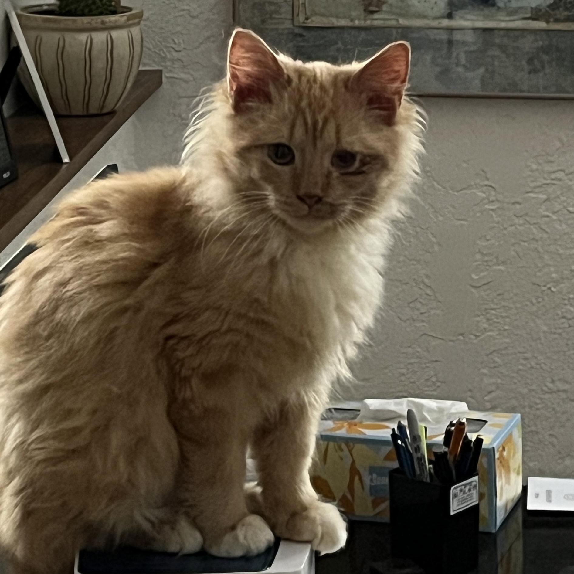 Enlarge Marmalade, an adopted Tabby in Grand Rapids, MI image 3/6