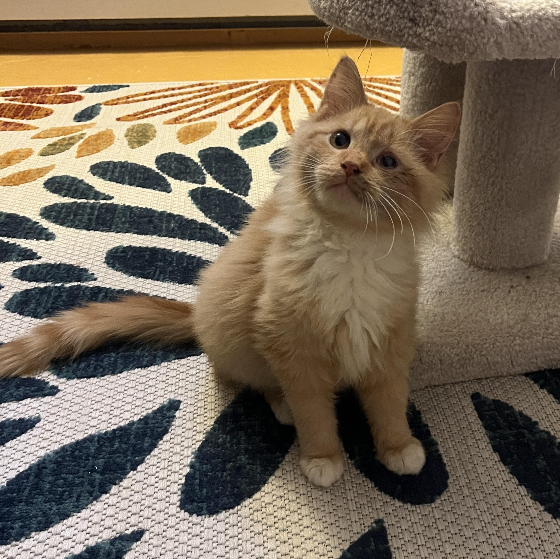 Enlarge Marmalade, an adopted Tabby in Grand Rapids, MI image 5/6