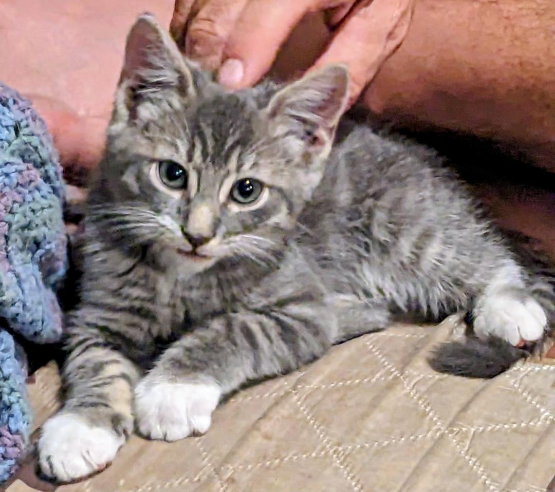 Limburger, Adoptable, Young Male Domestic Short Hair.