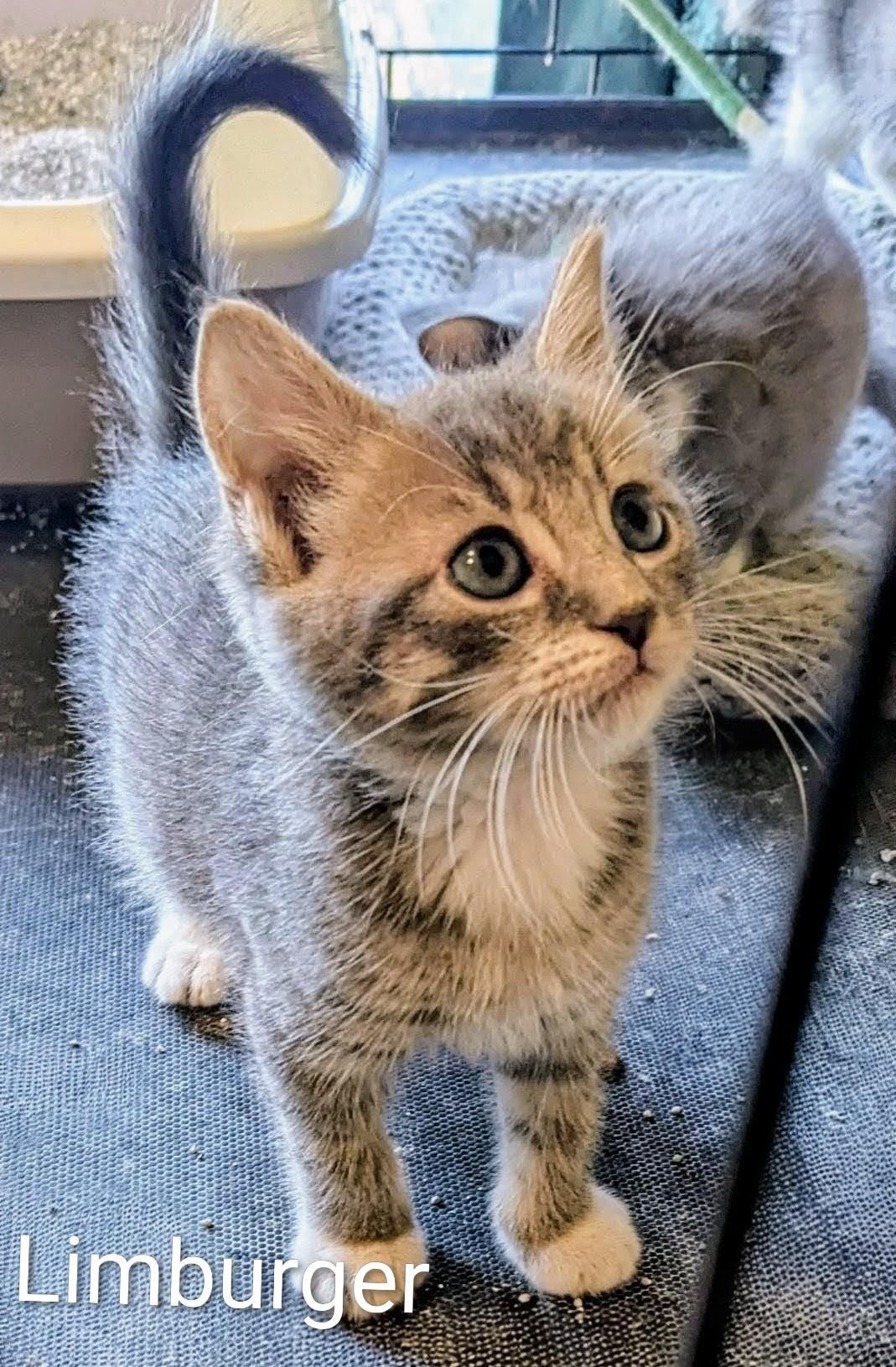 Limburger, a Adoptable Domestic Short Hair in Binghamton, NY image 4/5