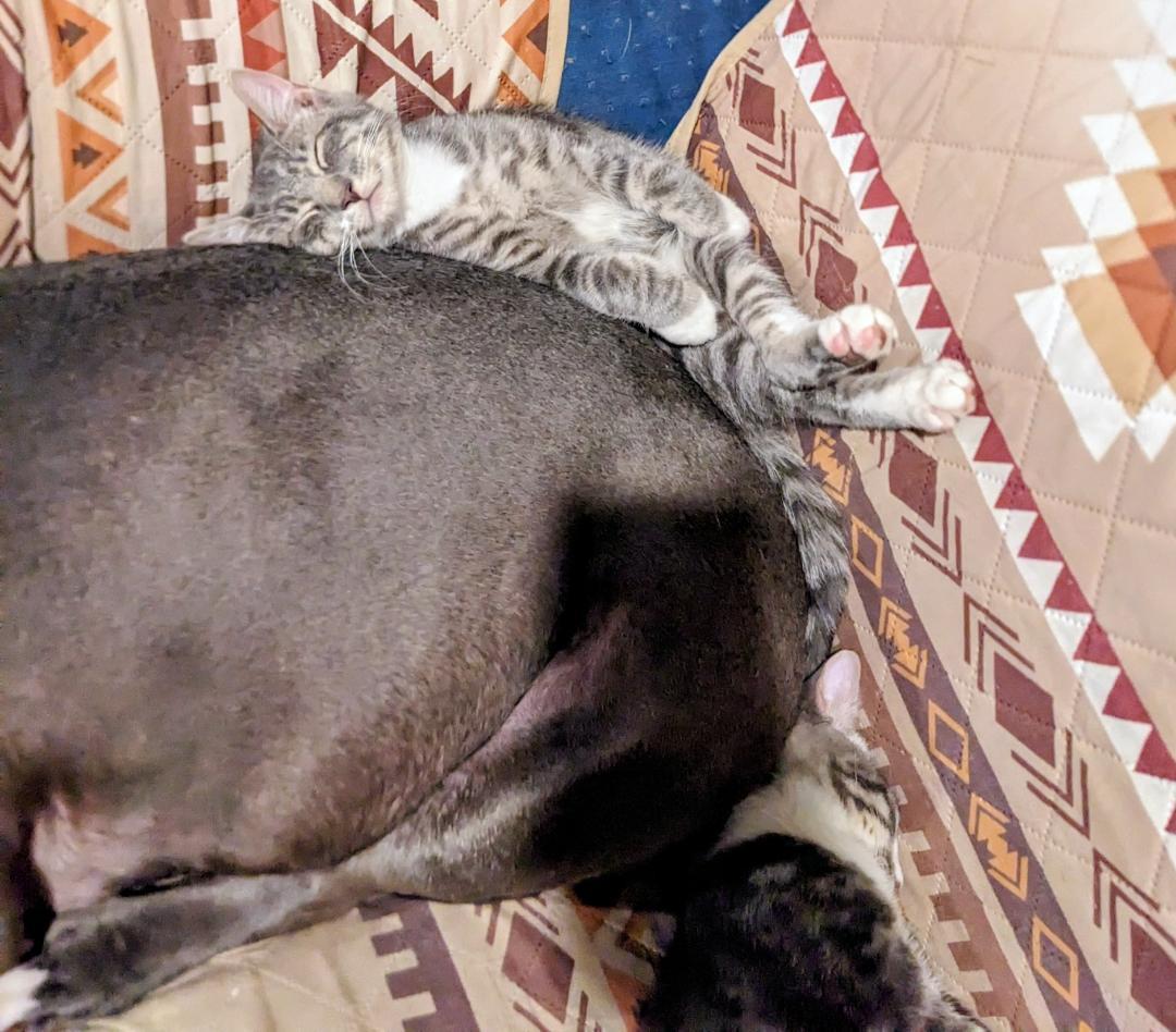 Limburger, a Adoptable Domestic Short Hair in Binghamton, NY image 3/5