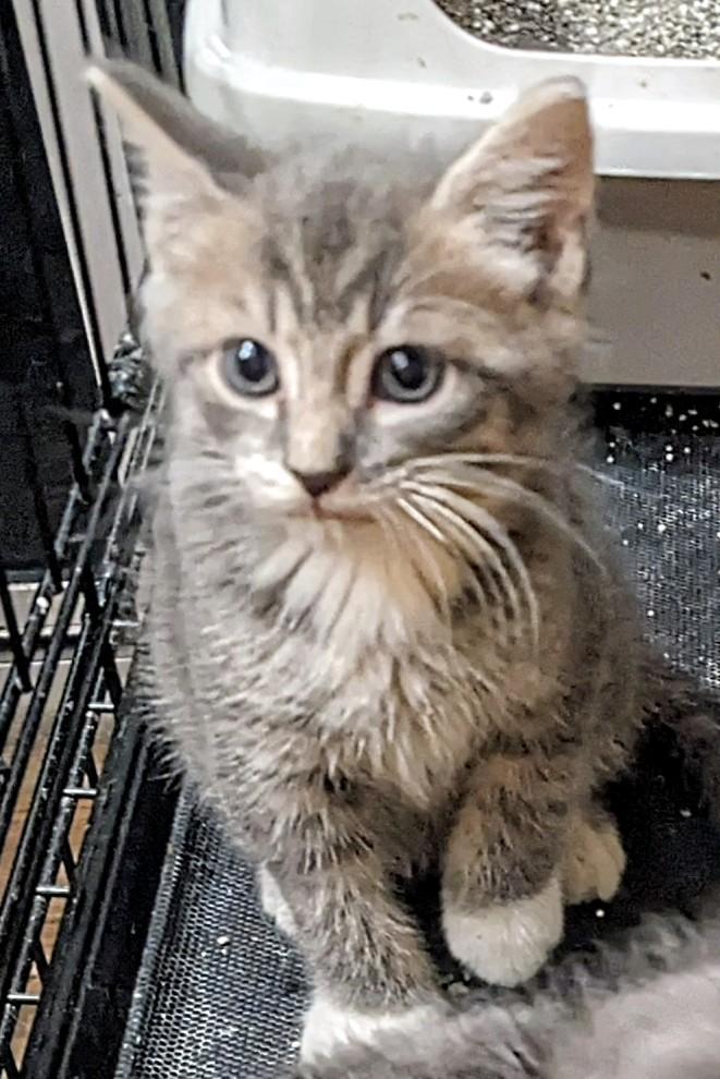 Limburger, a Adoptable Domestic Short Hair in Binghamton, NY image 5/5