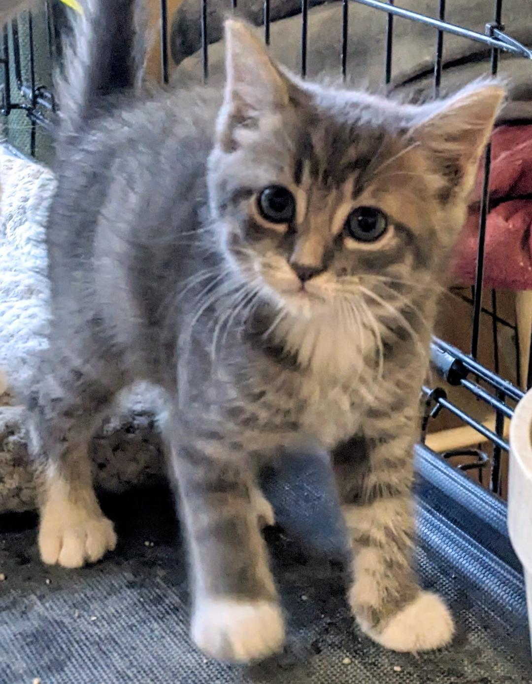 Limburger, a Adoptable Domestic Short Hair in Binghamton, NY image 2/5