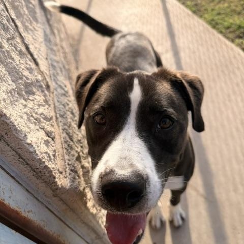 Jackson, ADOPTABLE, Adult Male American Staffordshire Terrier.