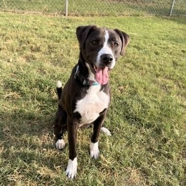 Enlarge Jackson, a ADOPTABLE mixed breed in Marble Falls, TX image 2/3