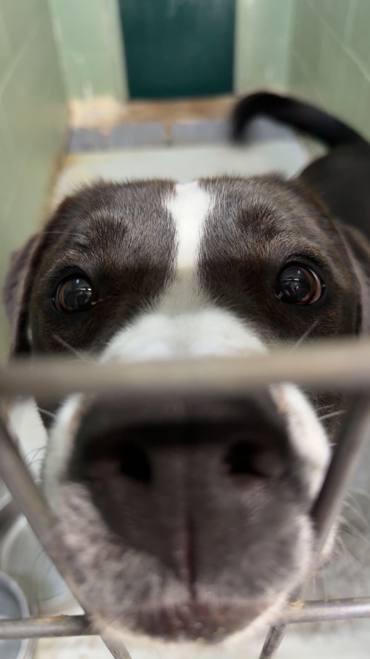 Enlarge Jackson, a ADOPTABLE mixed breed in Marble Falls, TX image 3/3