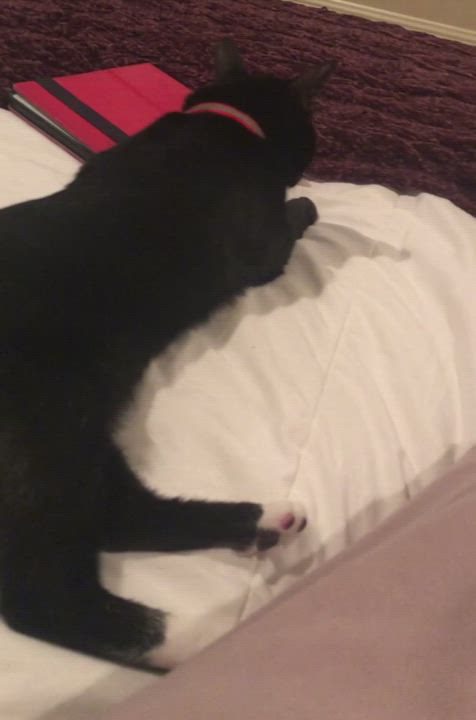 Enlarge Xena, a Adopted Domestic Short Hair in Montgomery, AL video 4/7