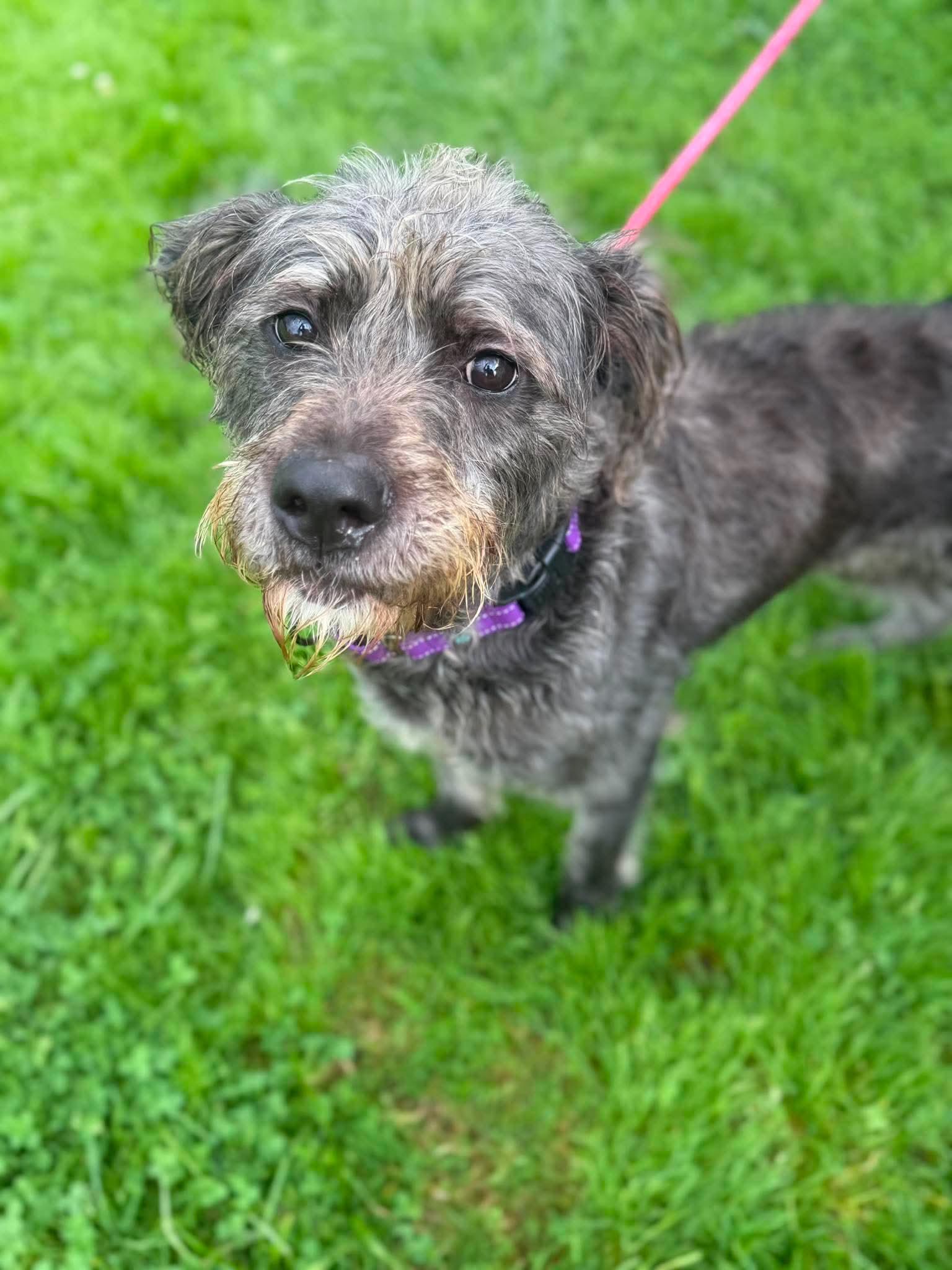Enlarge Fiona, a Adoptable mixed breed in Brunswick, OH image 5/6