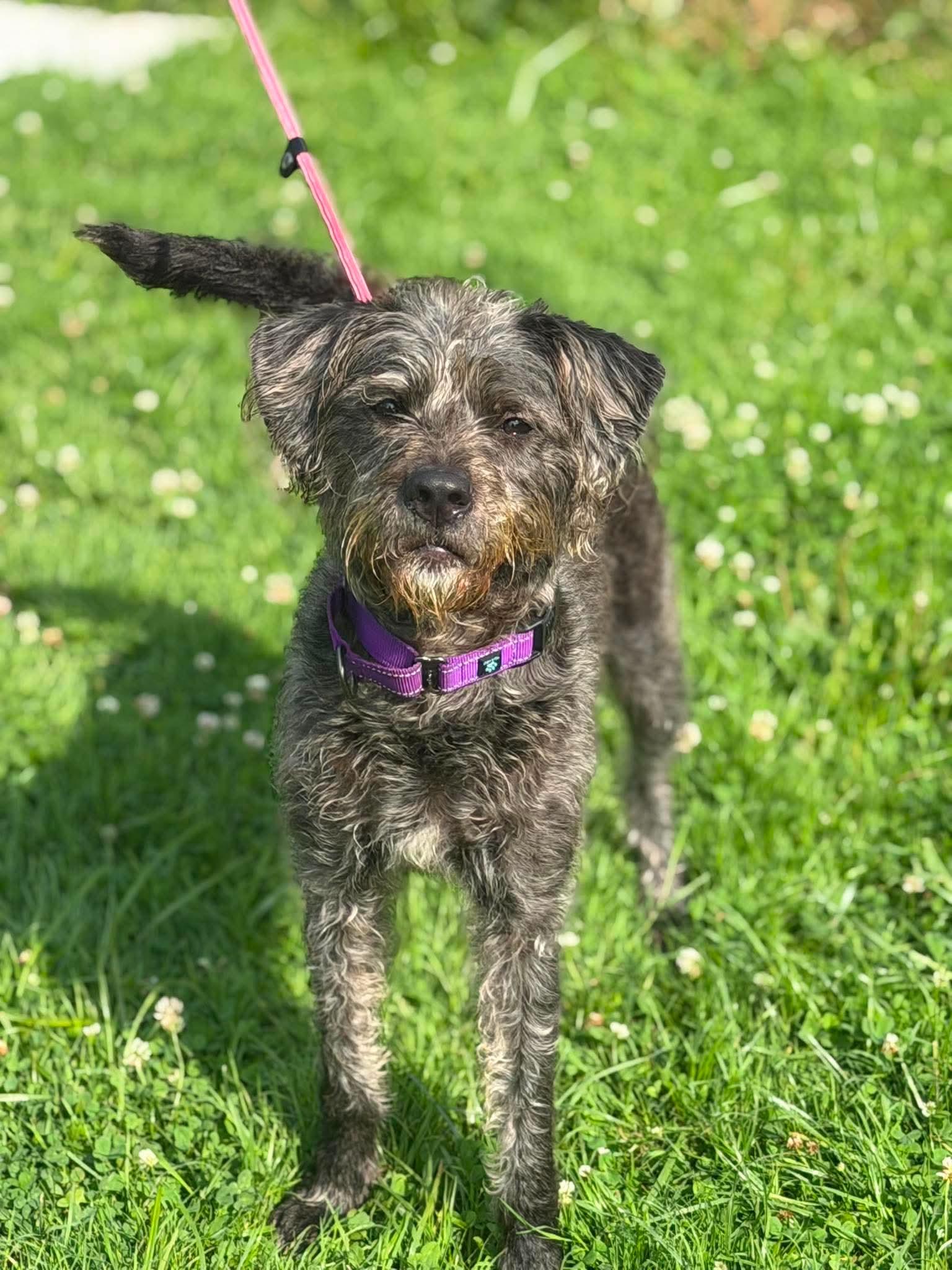 Enlarge Fiona, a Adoptable mixed breed in Brunswick, OH image 3/6