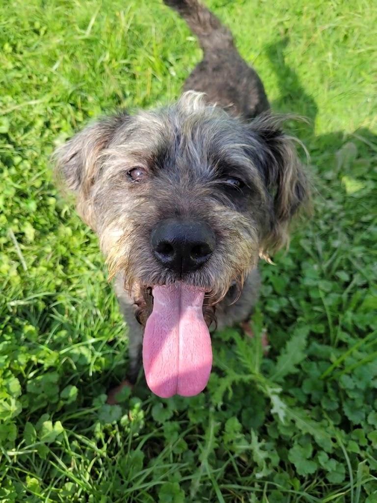 Fiona, Adoptable, Young Female Schnauzer & Poodle.