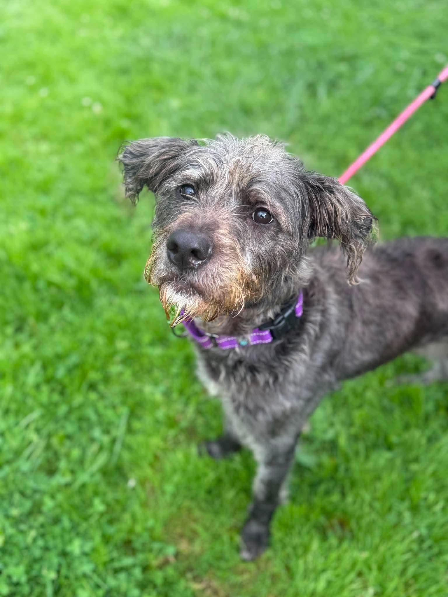 Enlarge Fiona, a Adoptable mixed breed in Brunswick, OH image 4/6