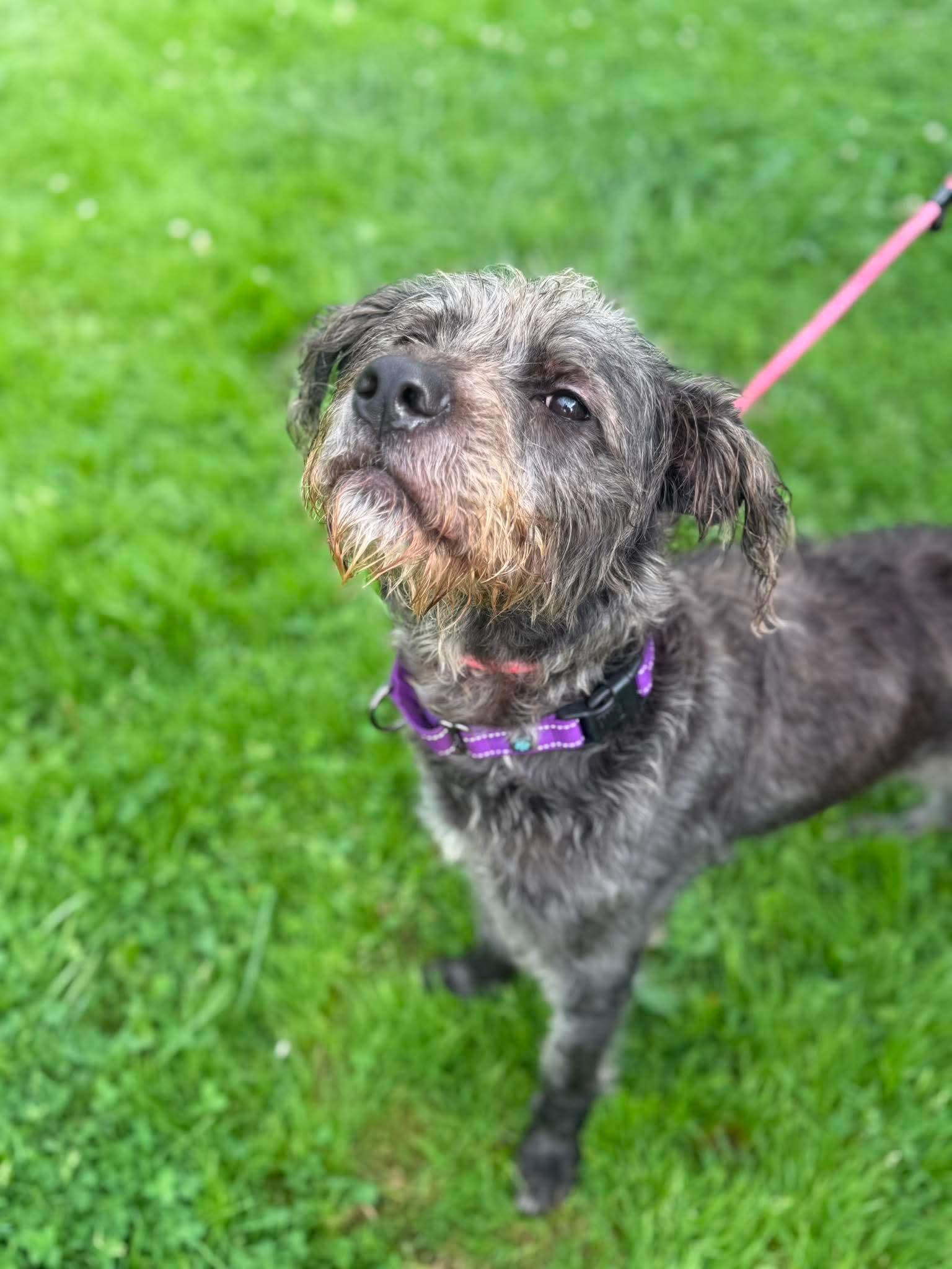 Enlarge Fiona, a Adoptable mixed breed in Brunswick, OH image 6/6