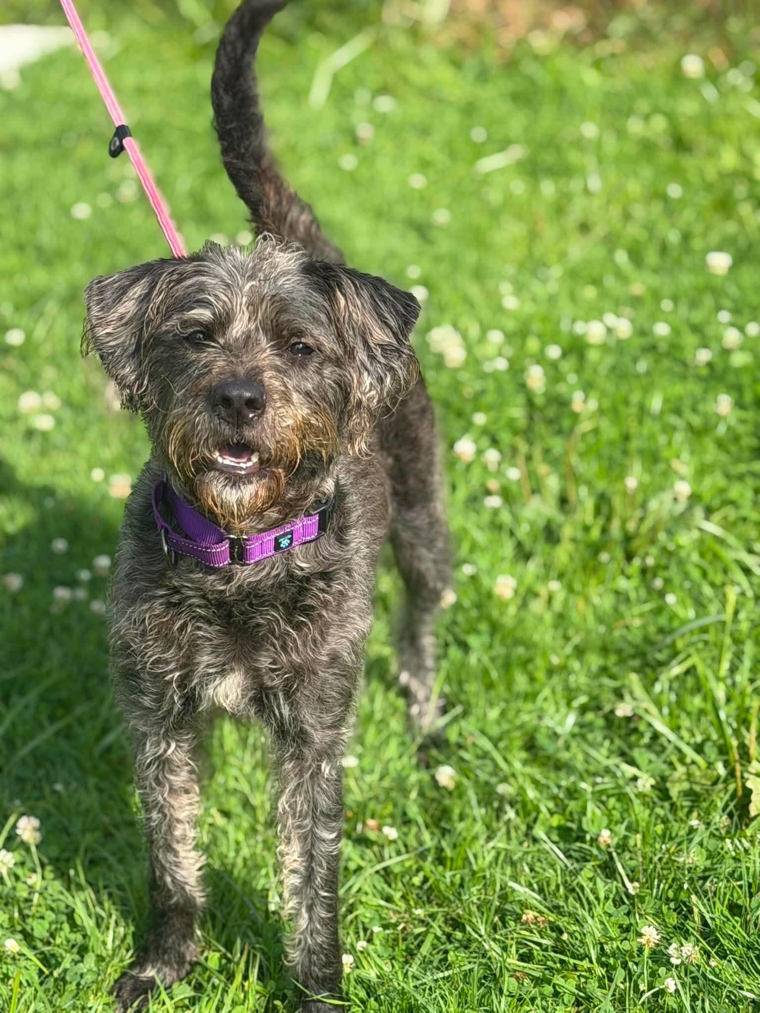 Enlarge Fiona, a Adoptable mixed breed in Brunswick, OH image 2/6