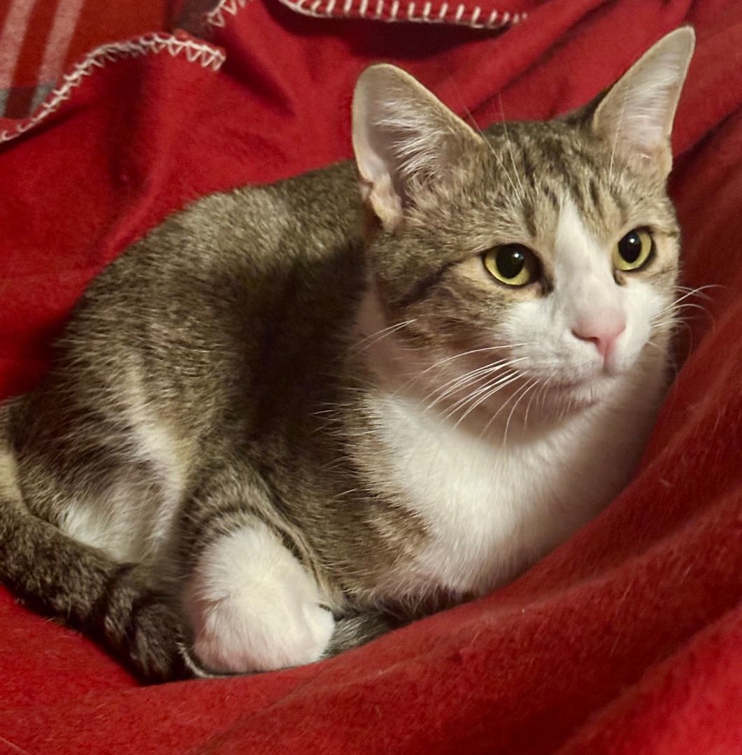 Clyde, a Adoptable Domestic Short Hair in Fayetteville, NC image 1/6