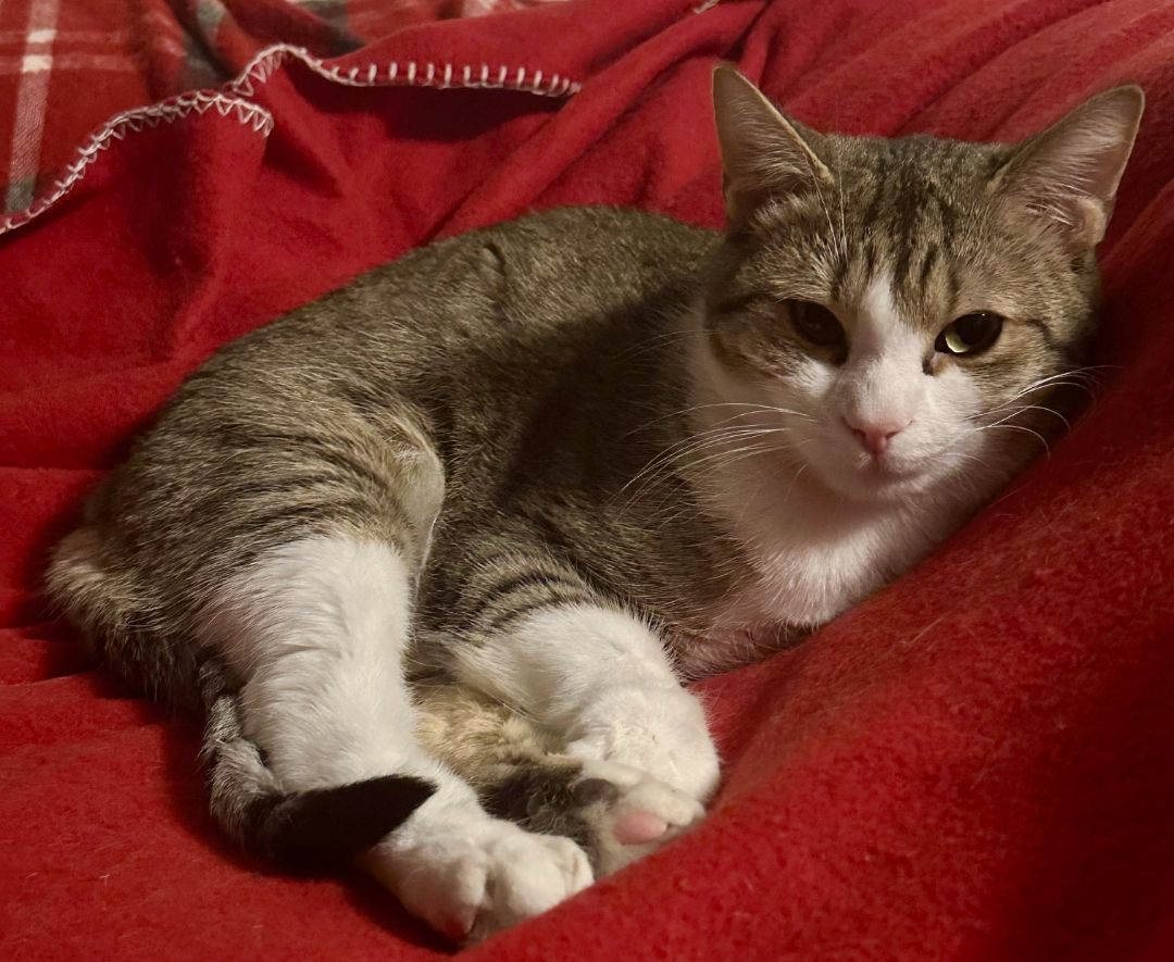 Clyde, a Adoptable Domestic Short Hair in Fayetteville, NC image 2/6