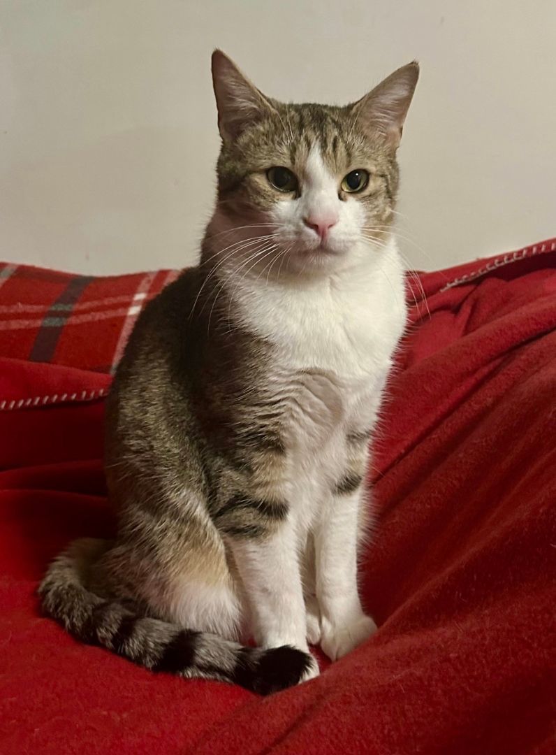 Clyde, a Adoptable Domestic Short Hair in Fayetteville, NC image 3/6