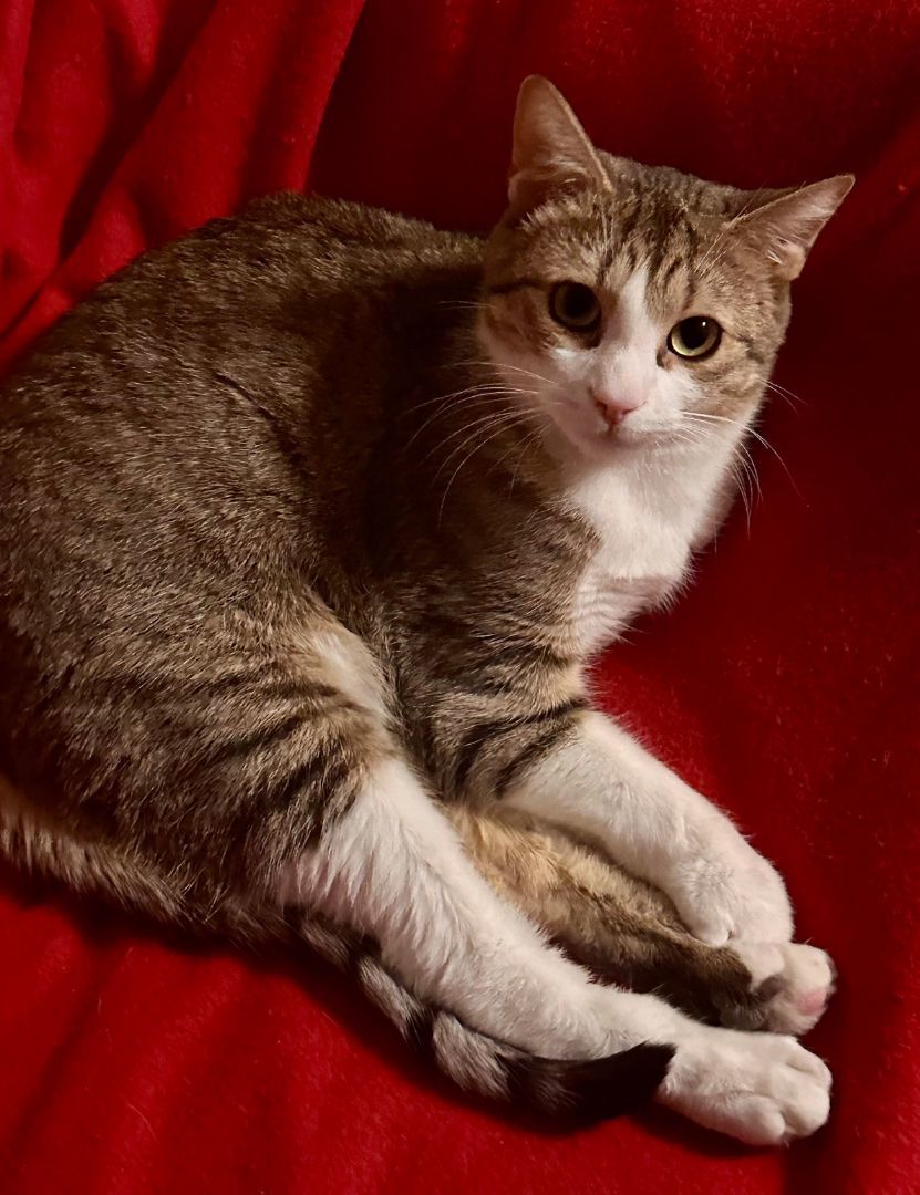 Clyde, a Adoptable Domestic Short Hair in Fayetteville, NC image 4/6