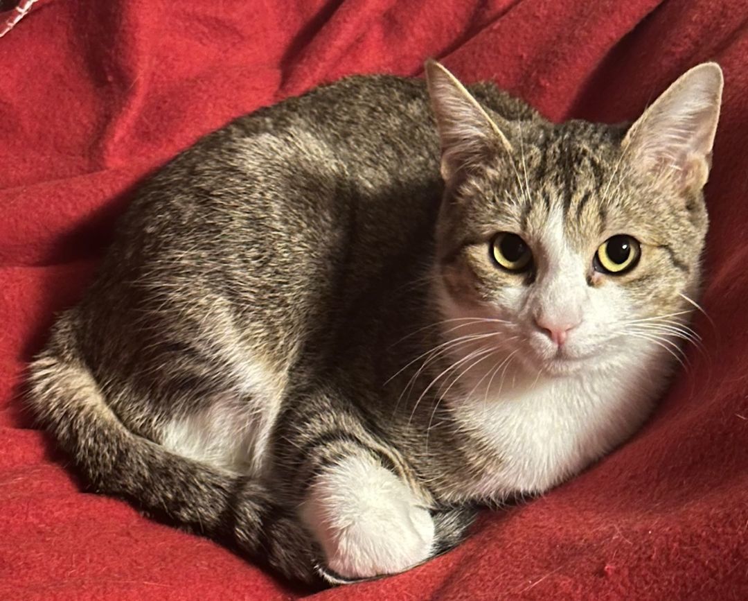 Clyde, a Adoptable Domestic Short Hair in Fayetteville, NC image 5/6