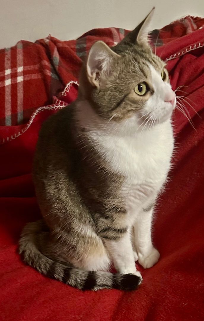 Clyde, a Adoptable Domestic Short Hair in Fayetteville, NC image 6/6