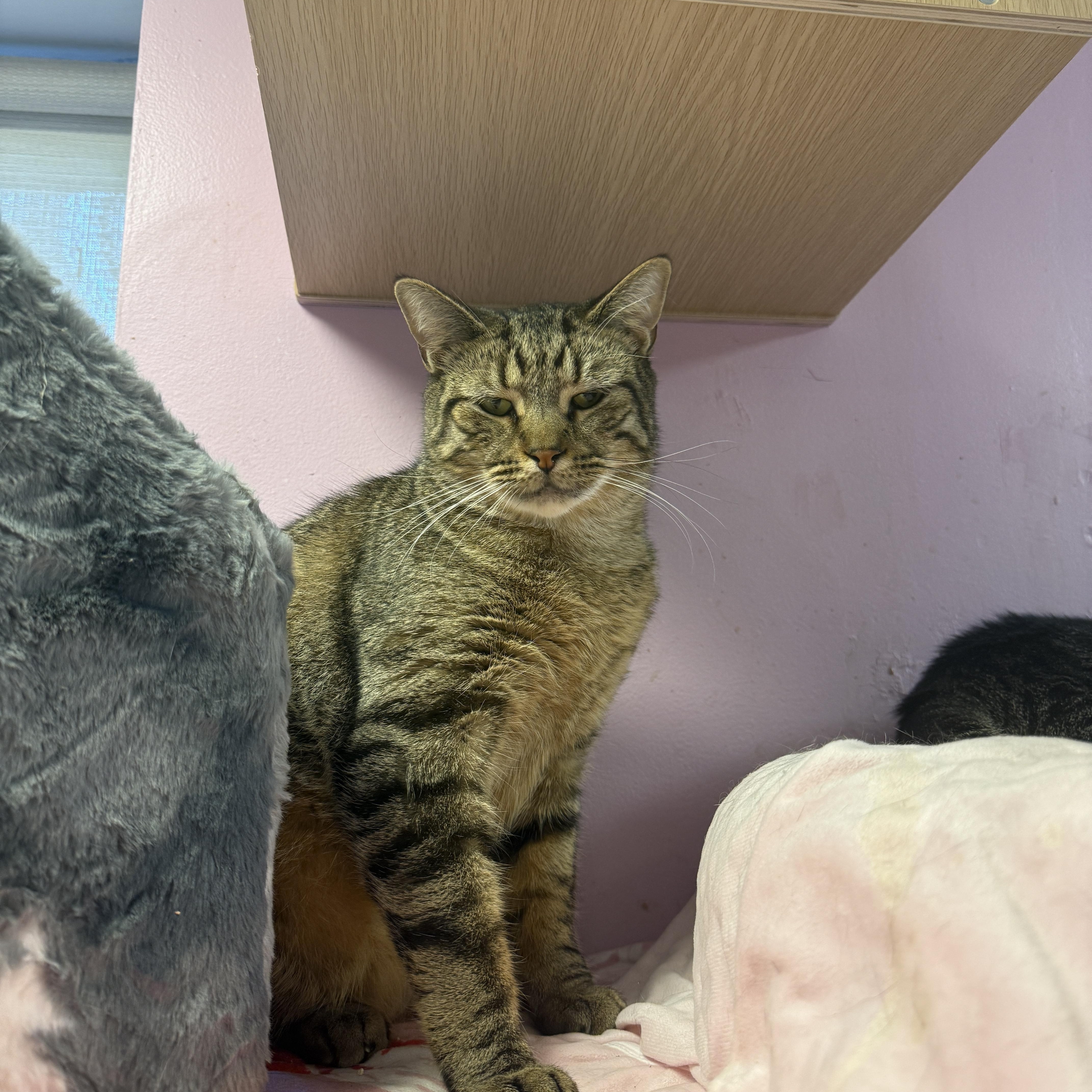 Iron Man, Adoptable, Young Male Domestic Short Hair.