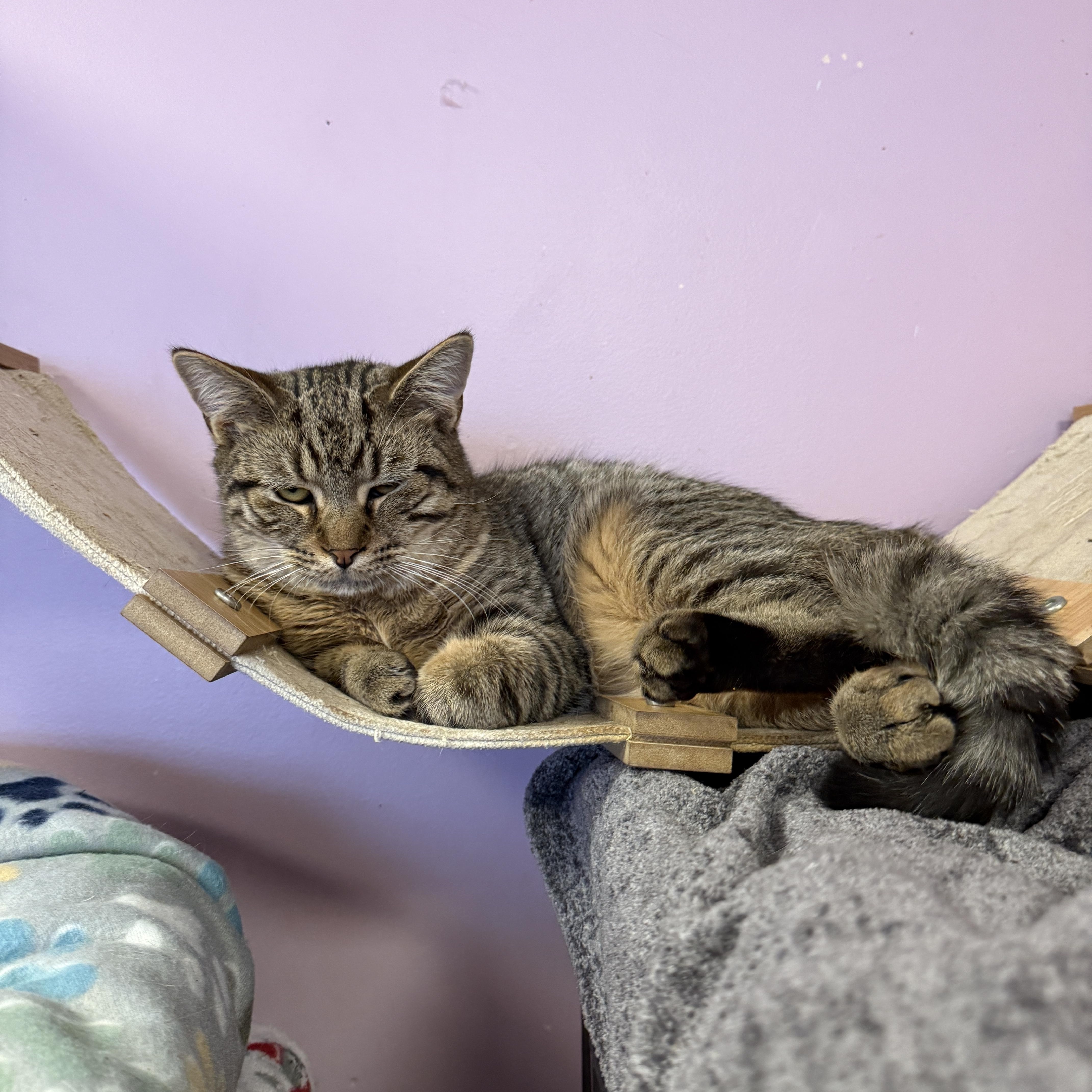 Enlarge Iron Man, a Adoptable Domestic Short Hair in Freeport, NY image 1/1